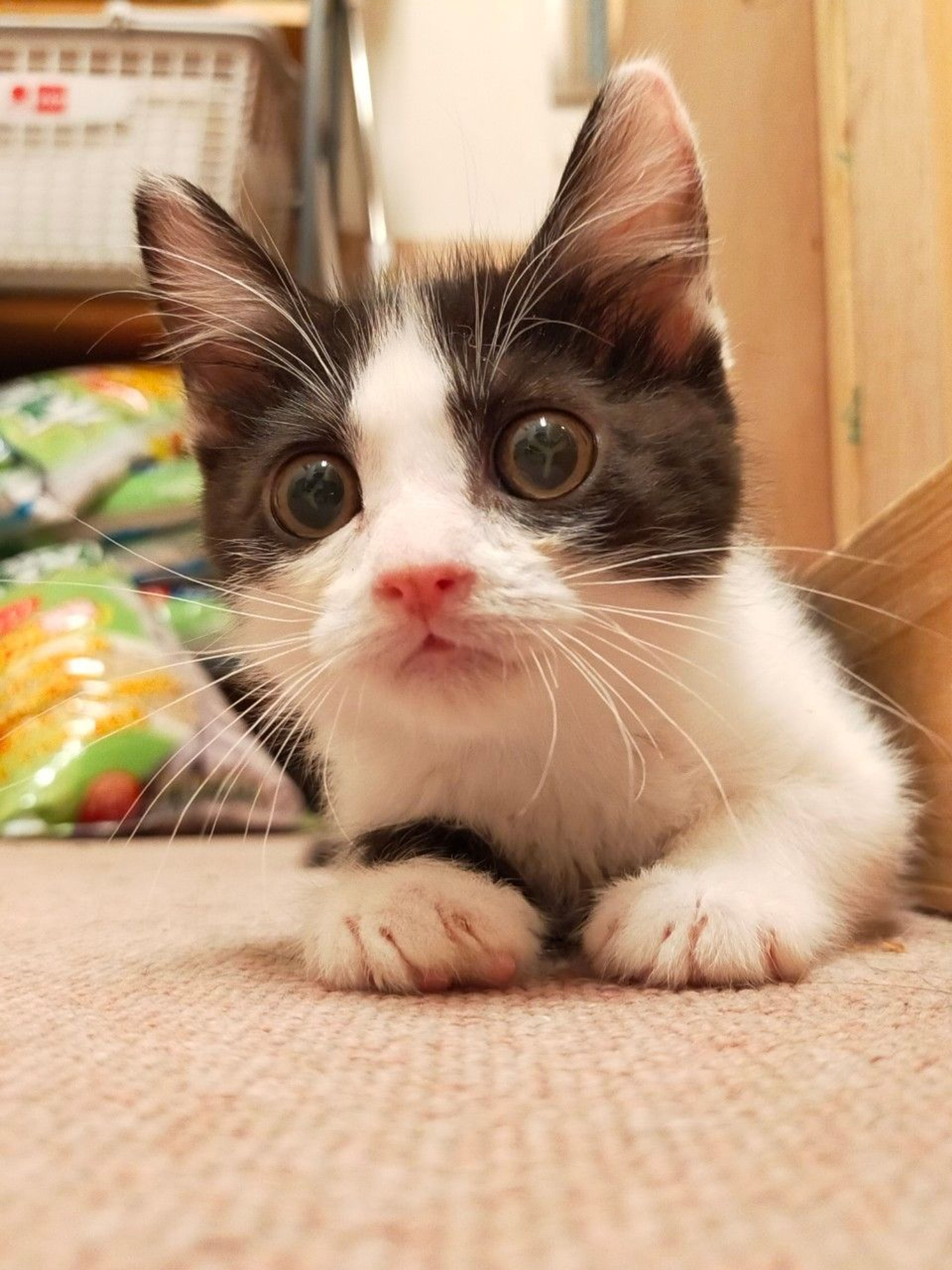 雑種（ミックス猫）・オスの里親募集の写真