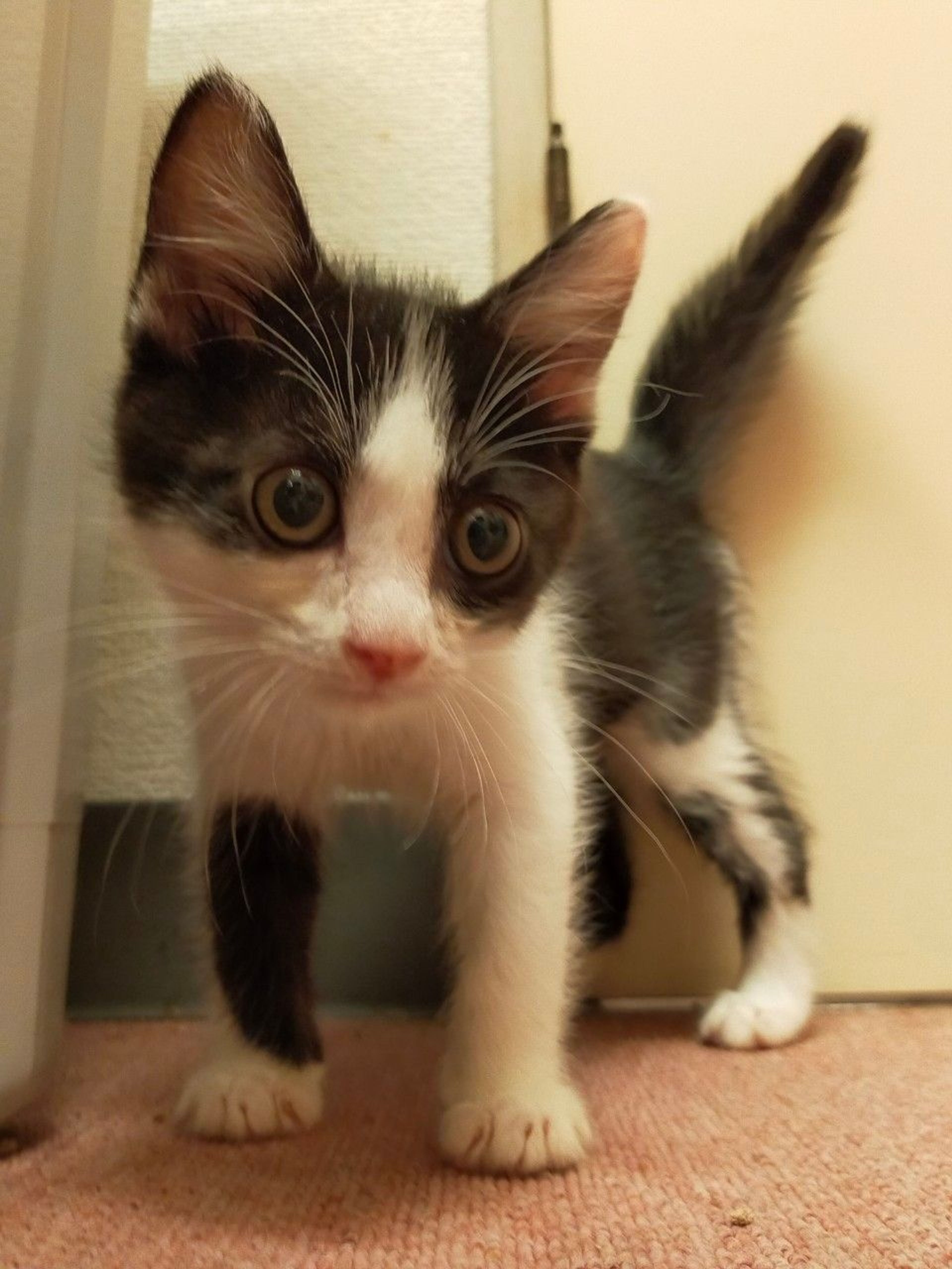 pet-image-2