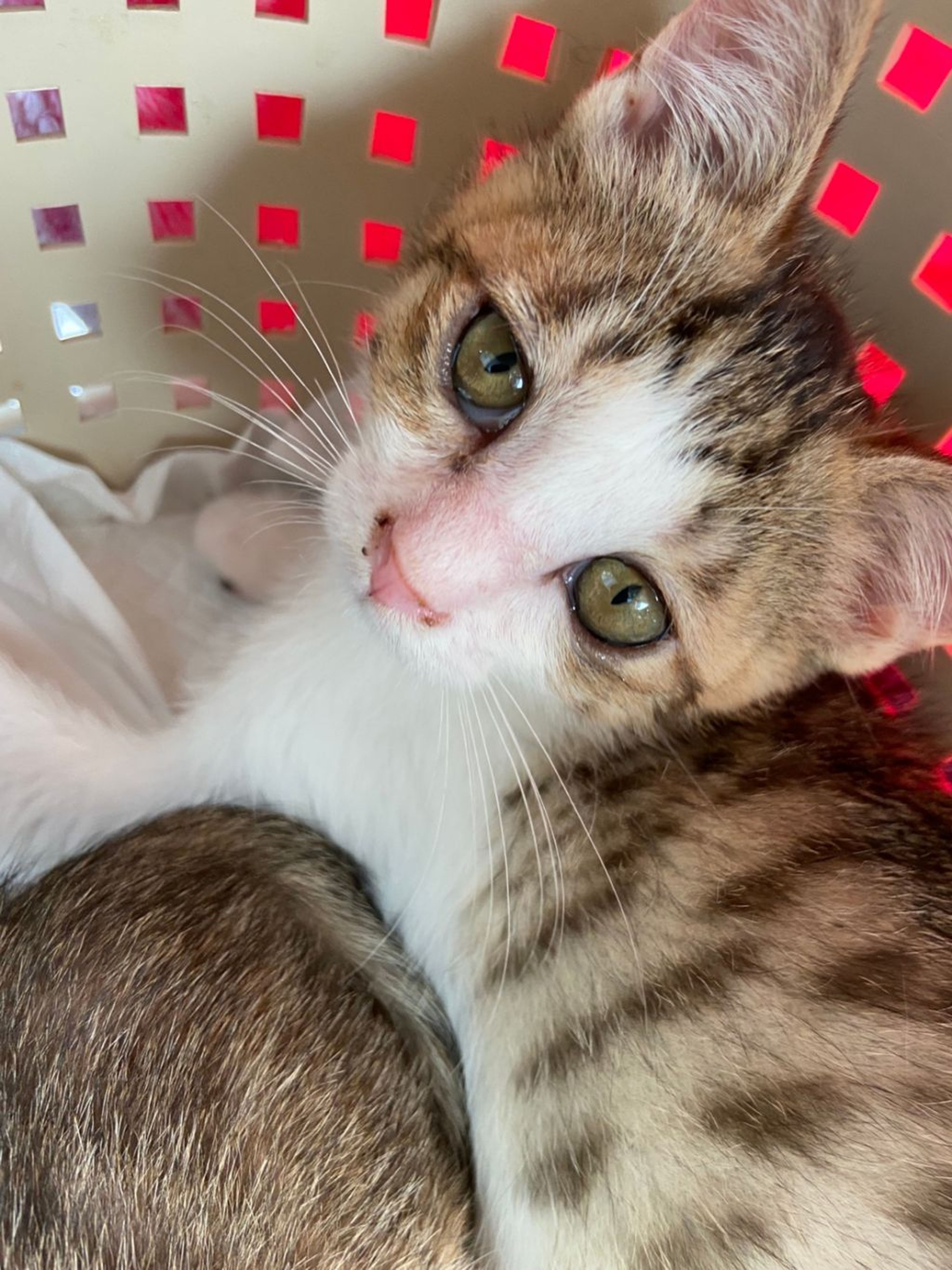pet-image-2