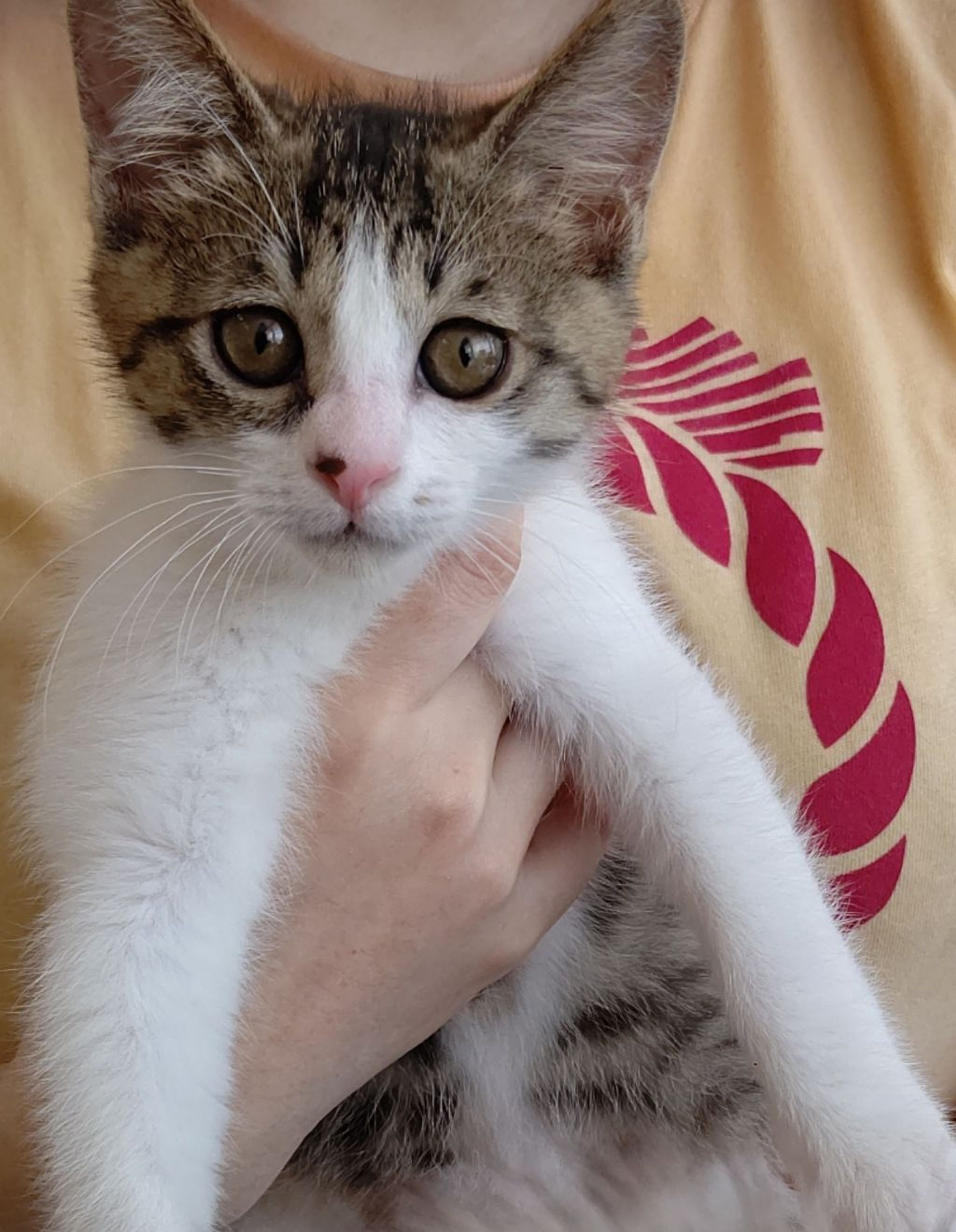 pet-image-3