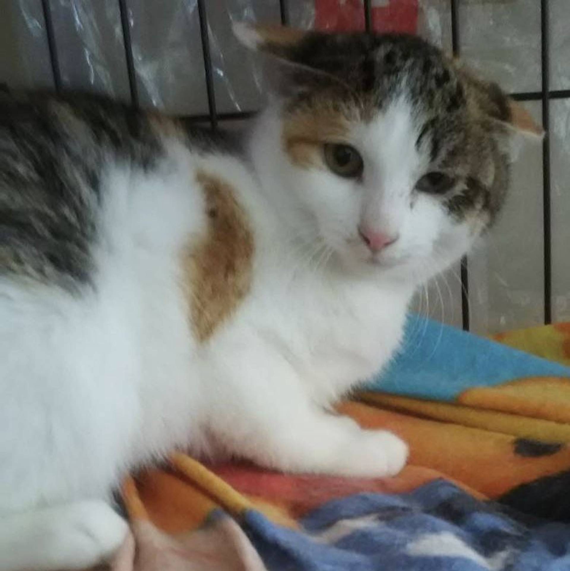 雑種（ミックス猫）・メスの里親募集の写真