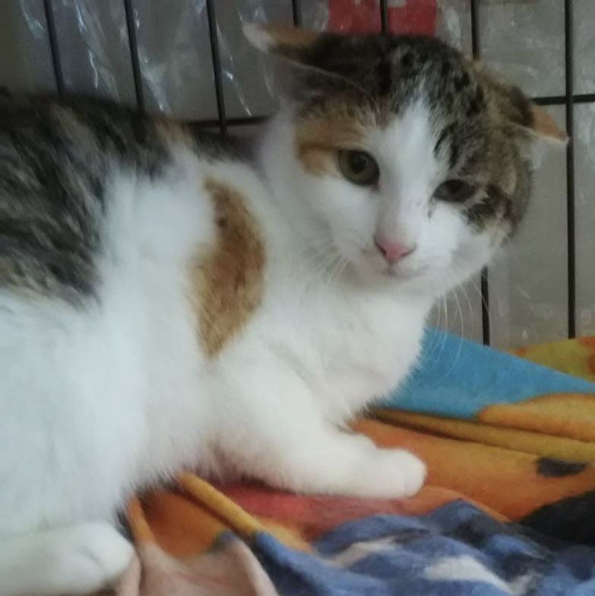 雑種（ミックス猫）・メスの里親募集の写真