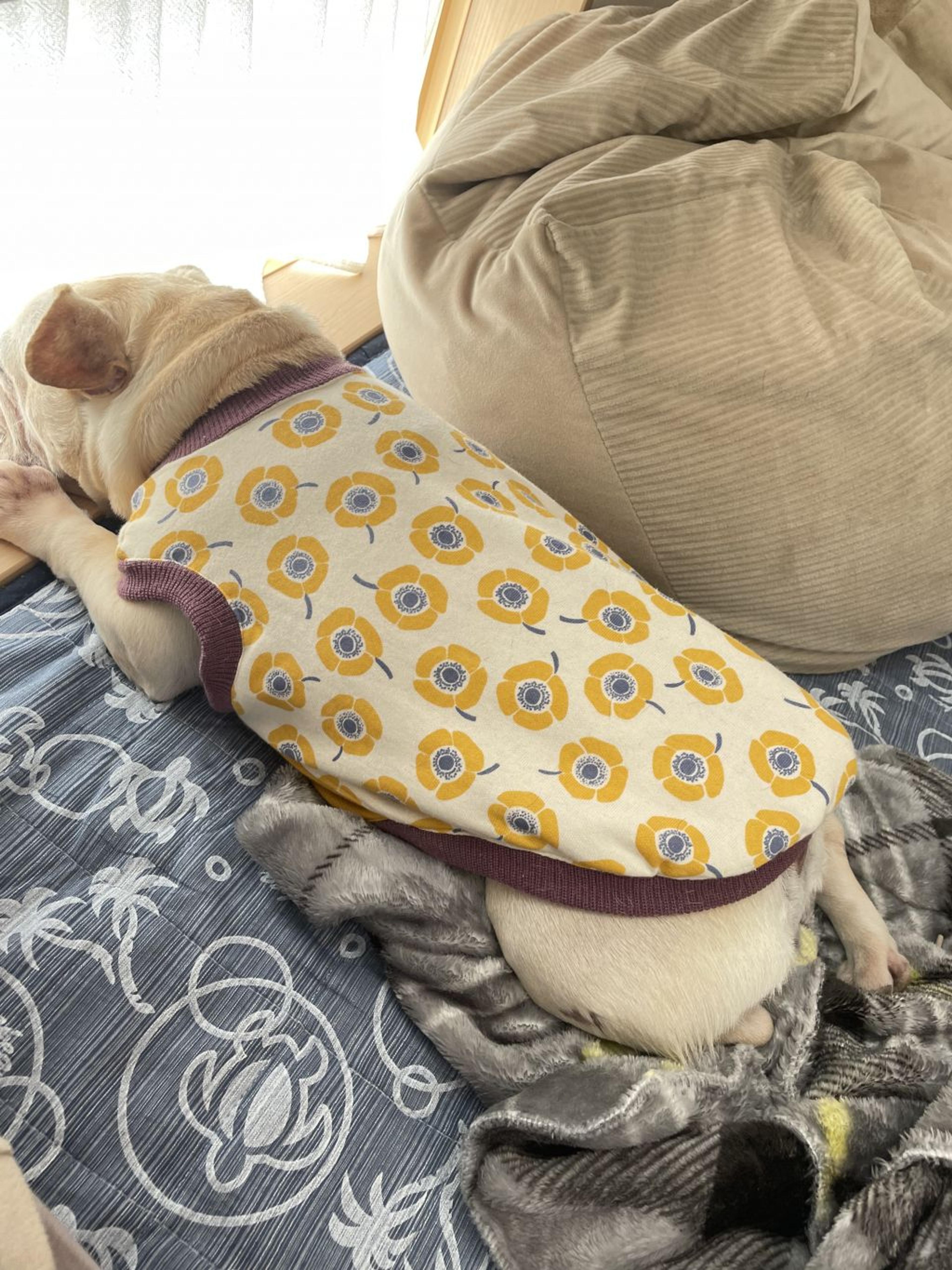 pet-image-2