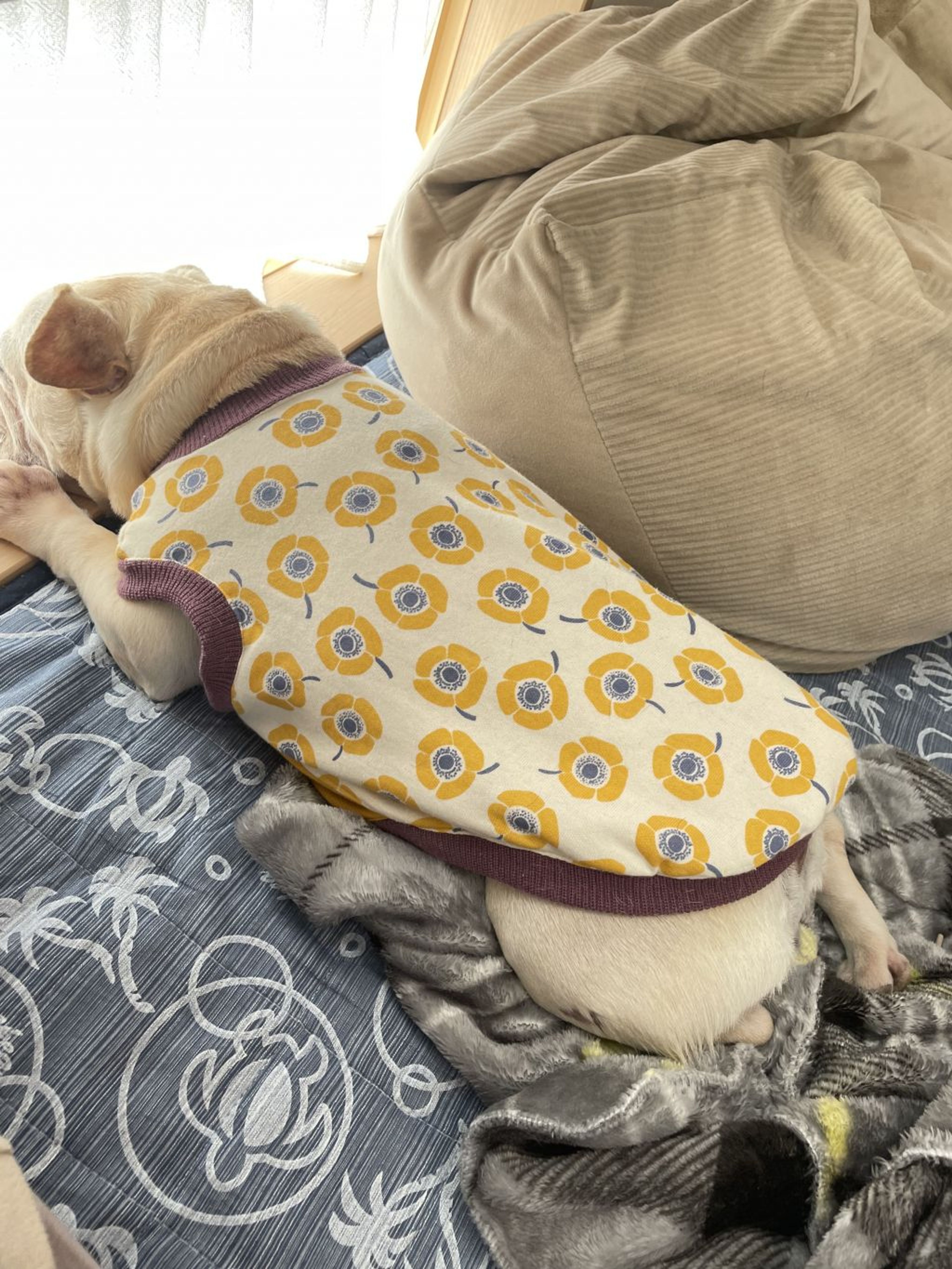 pet-image-2