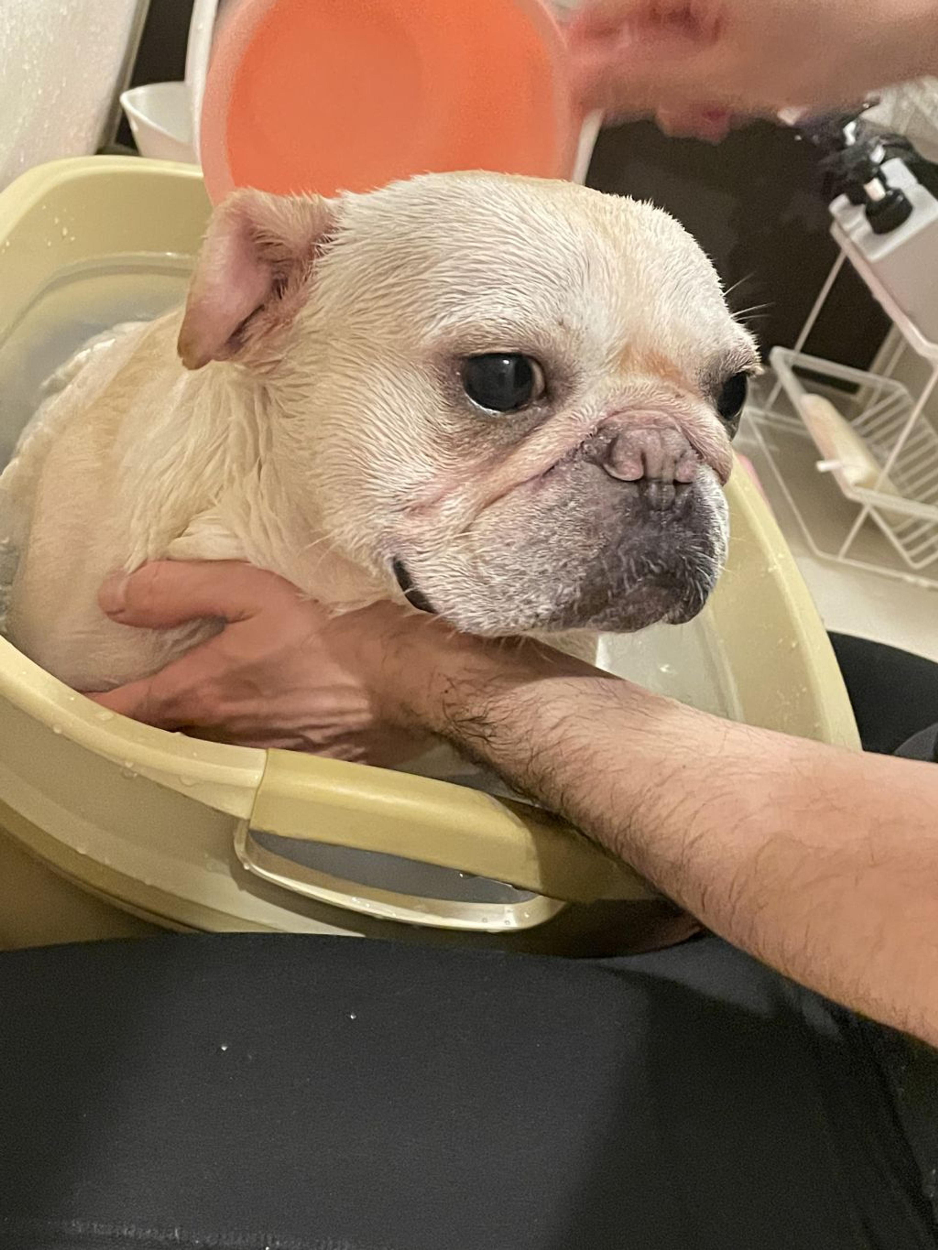 pet-image-4
