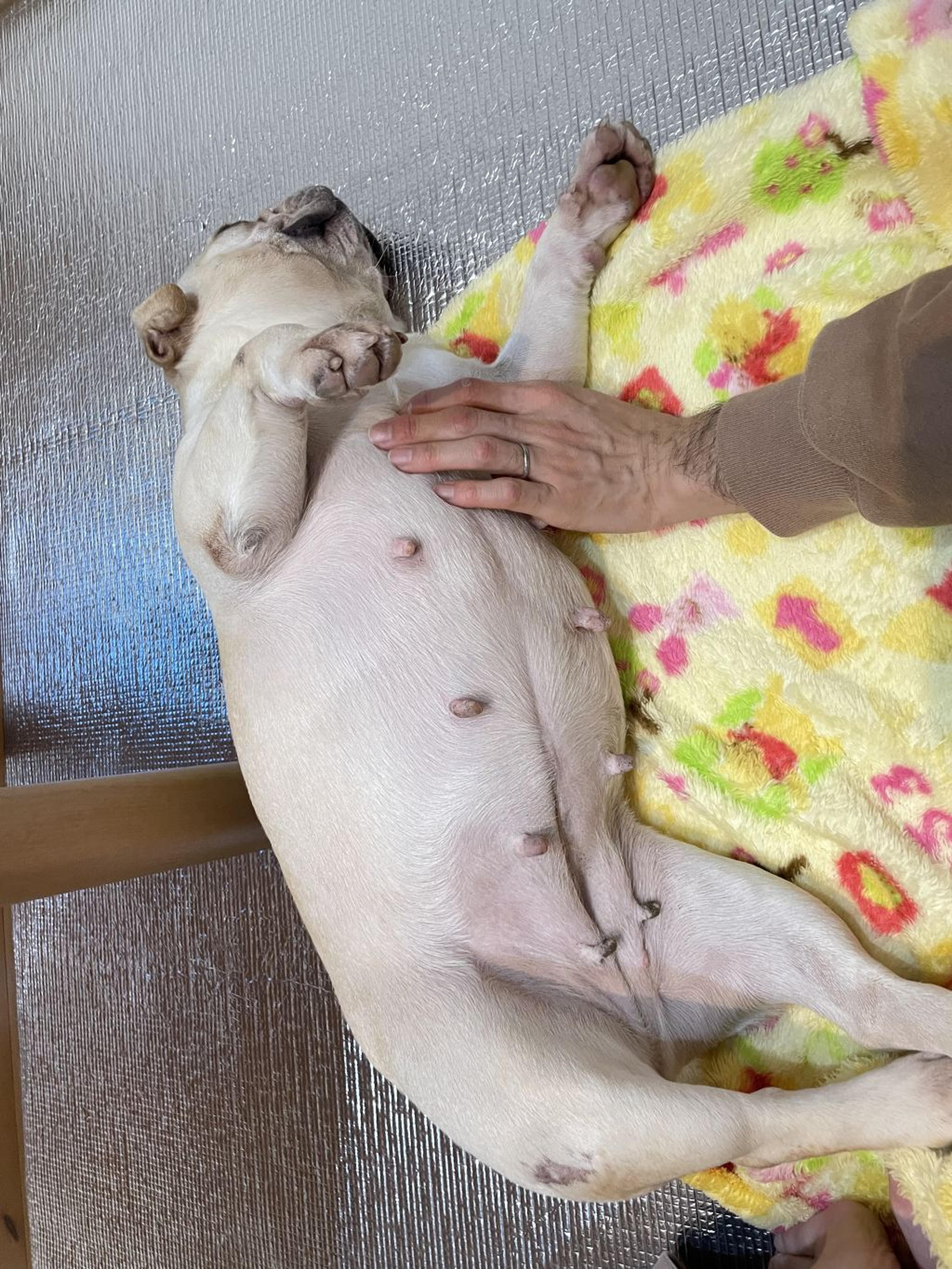 pet-image-7