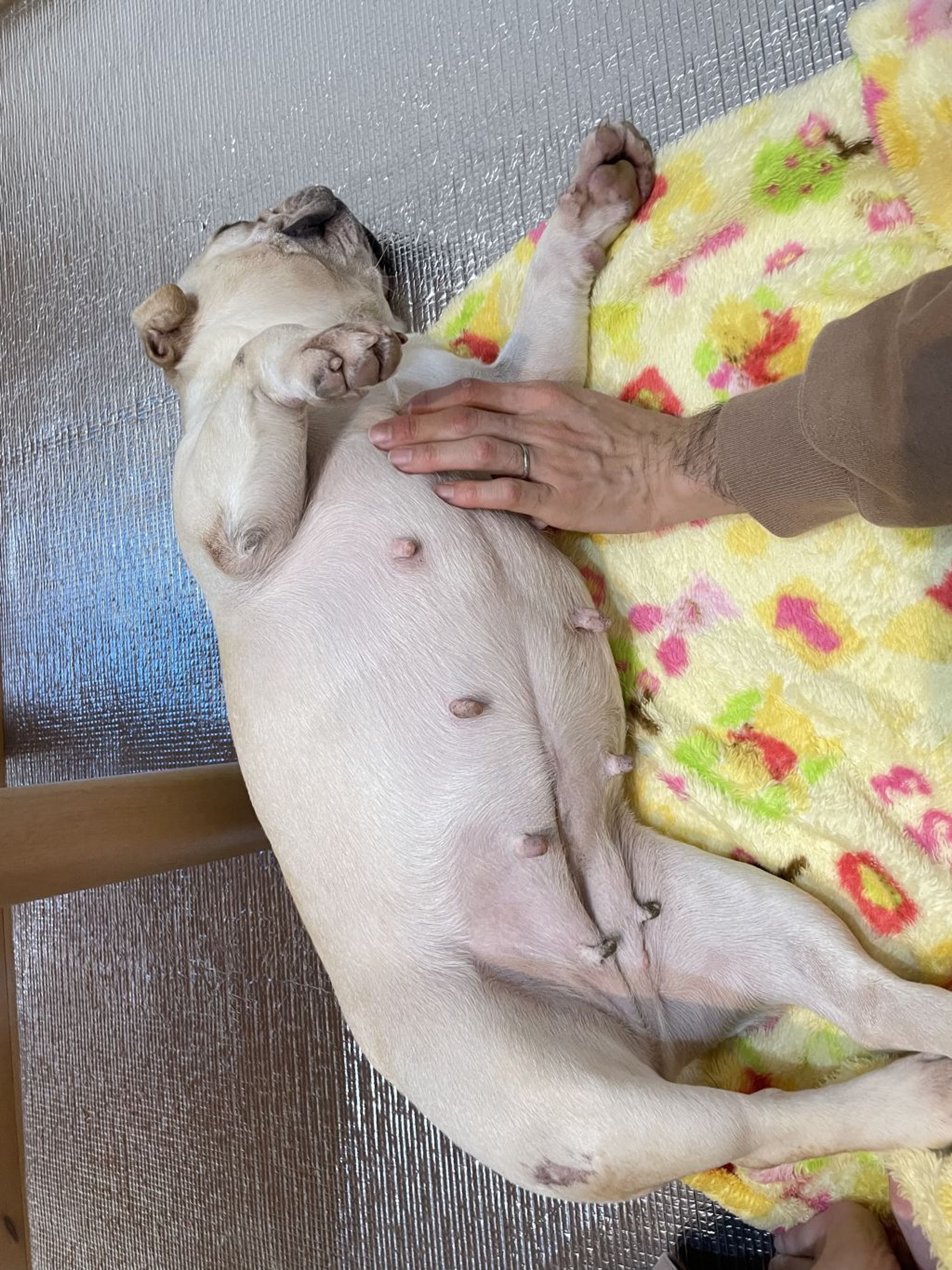 pet-image-7