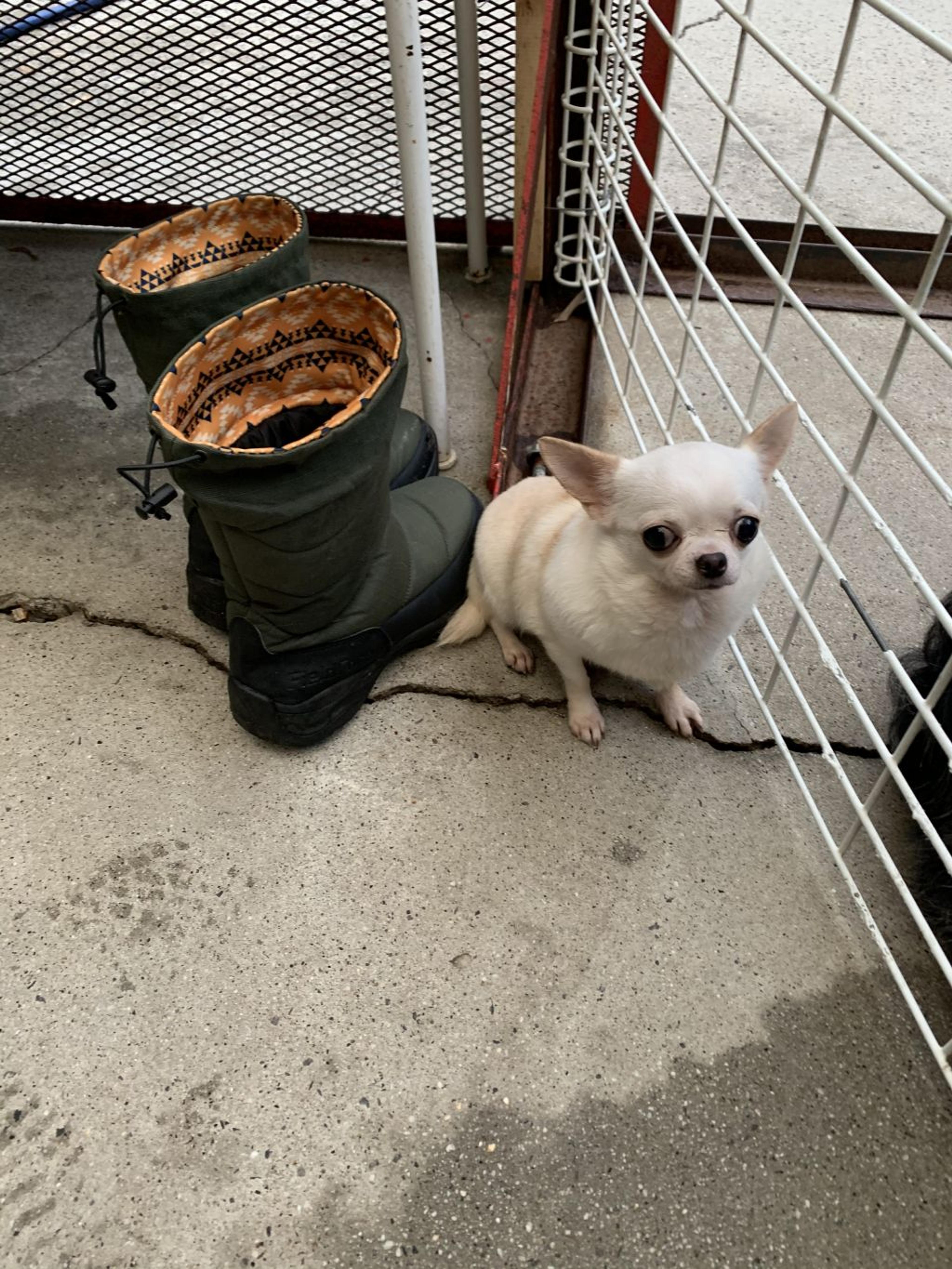 pet-image-2