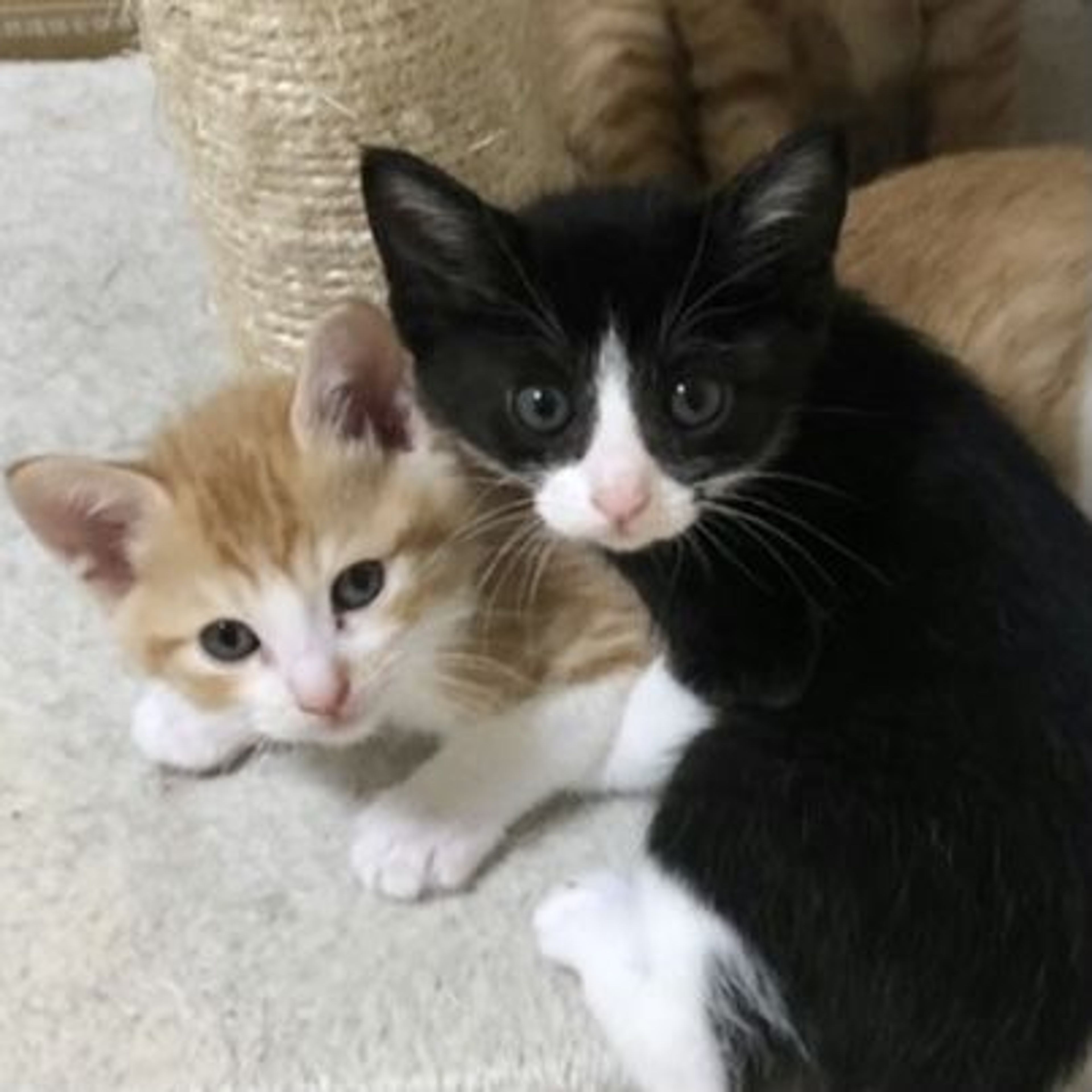 pet-image-4