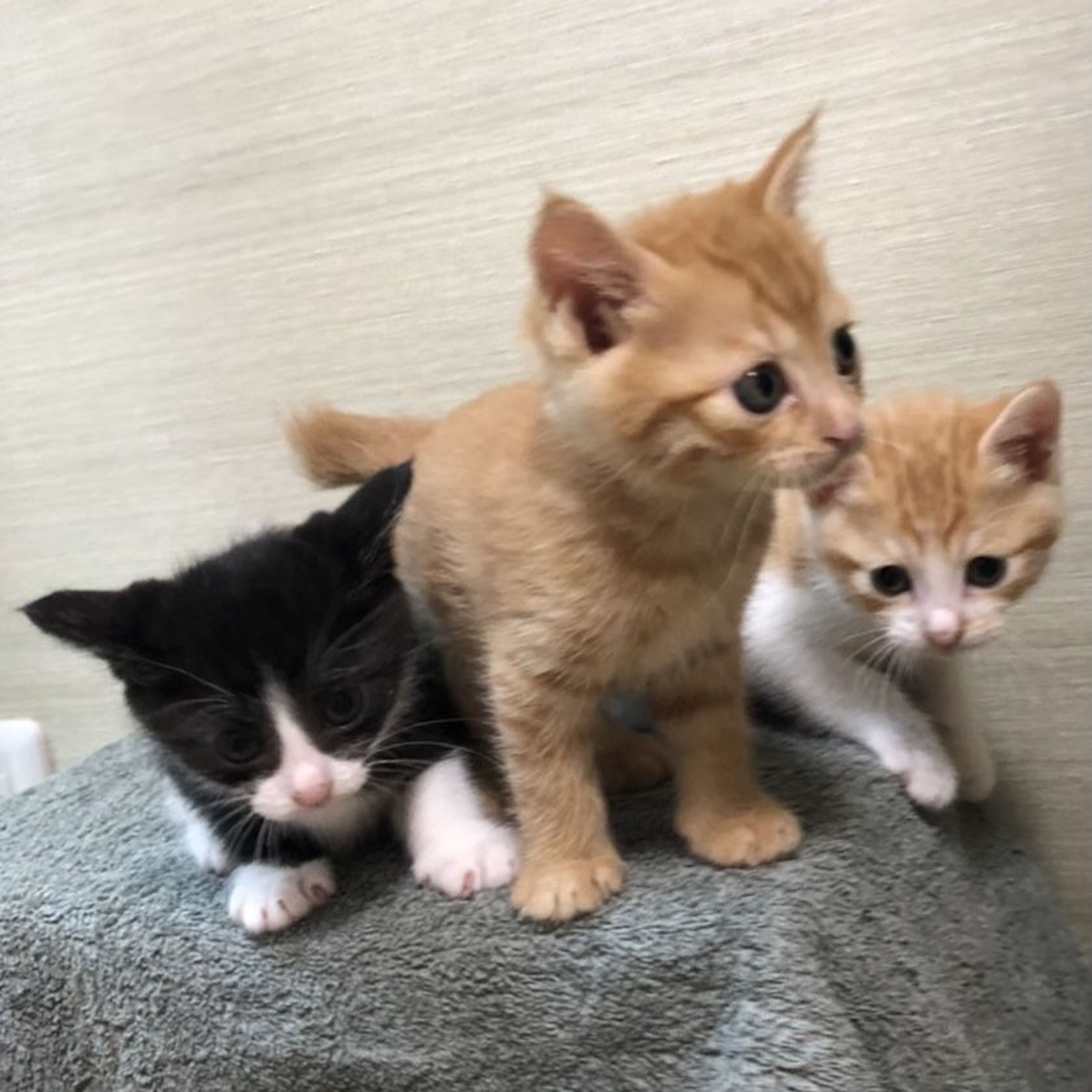 pet-image-5