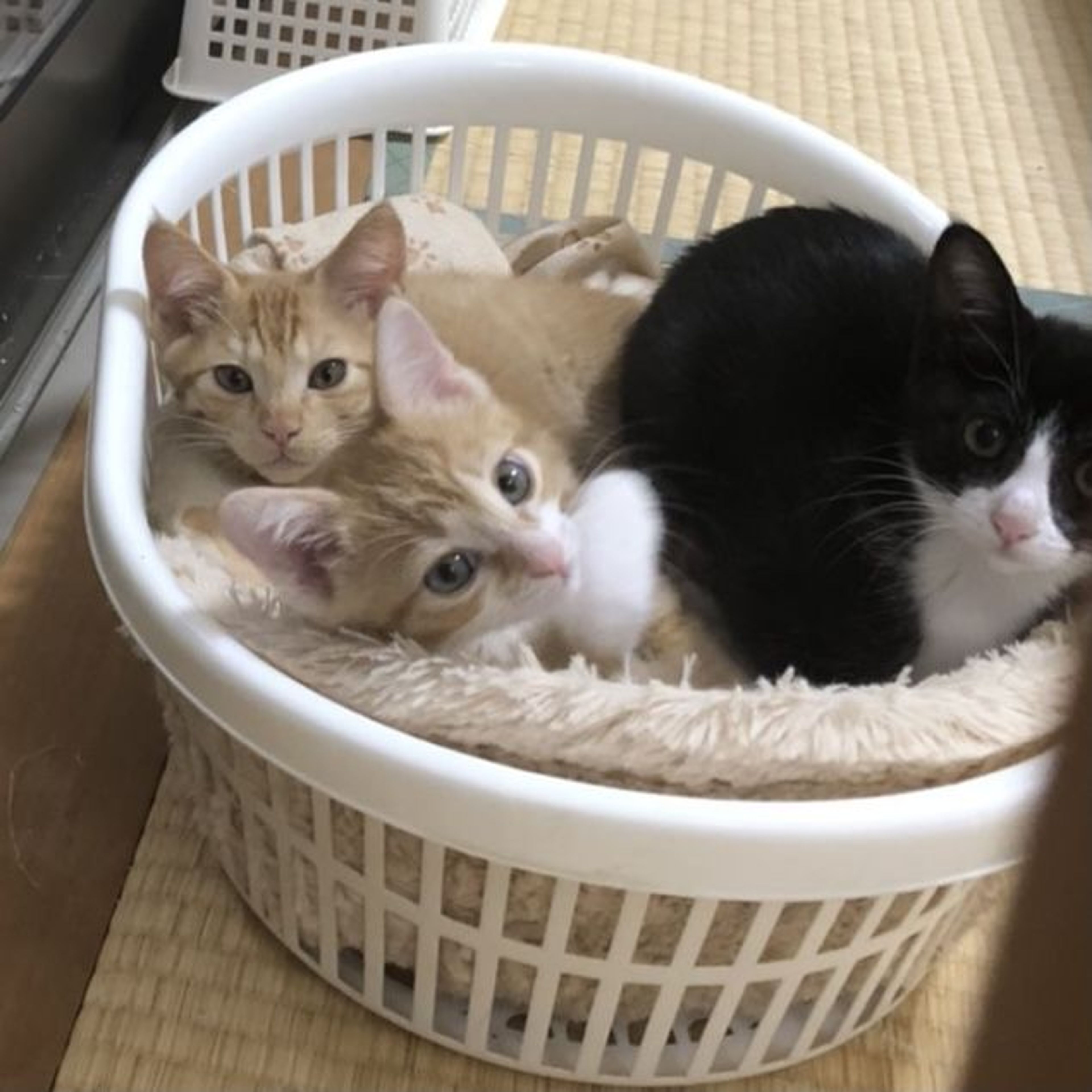 pet-image-2