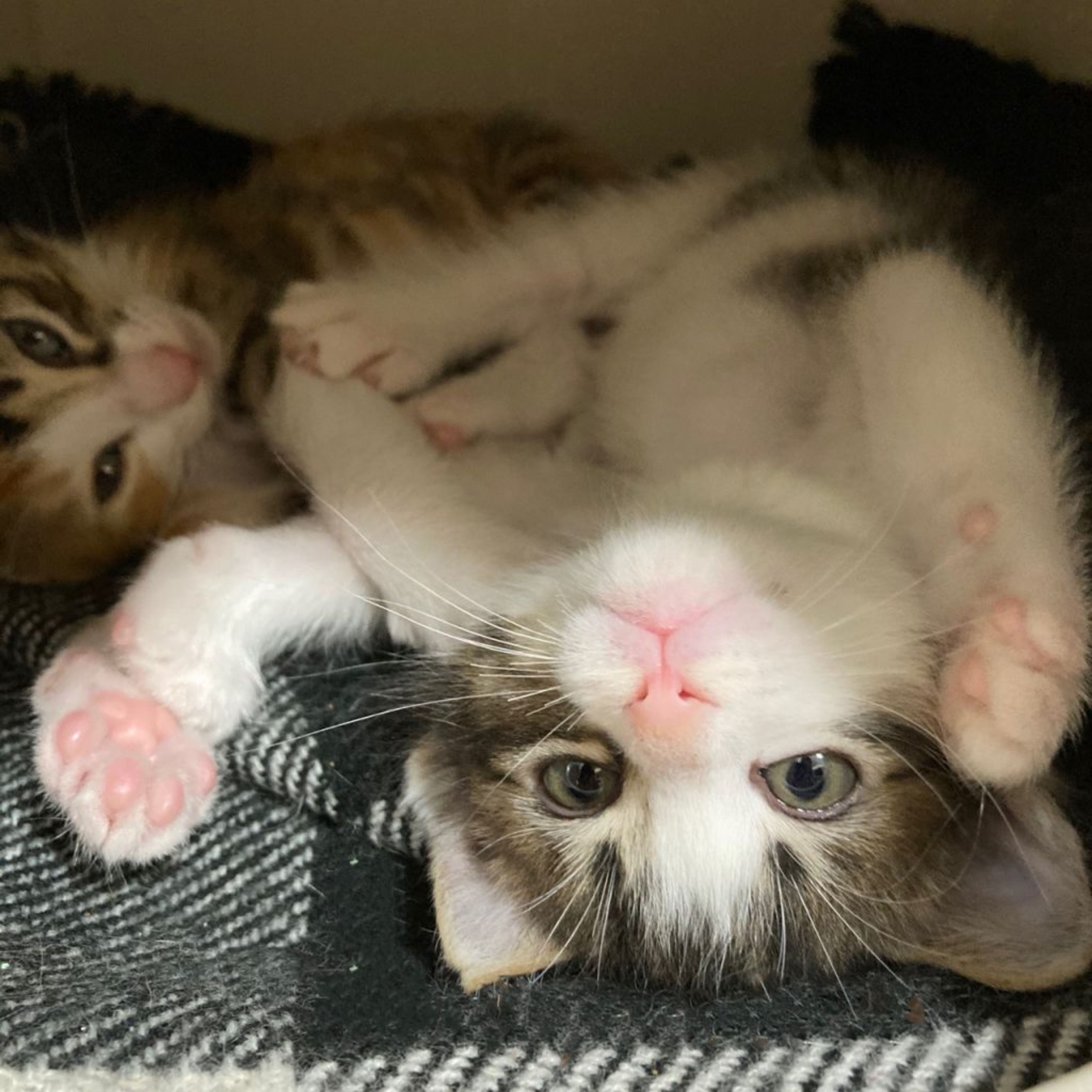 雑種（ミックス猫）・メスの里親募集の写真