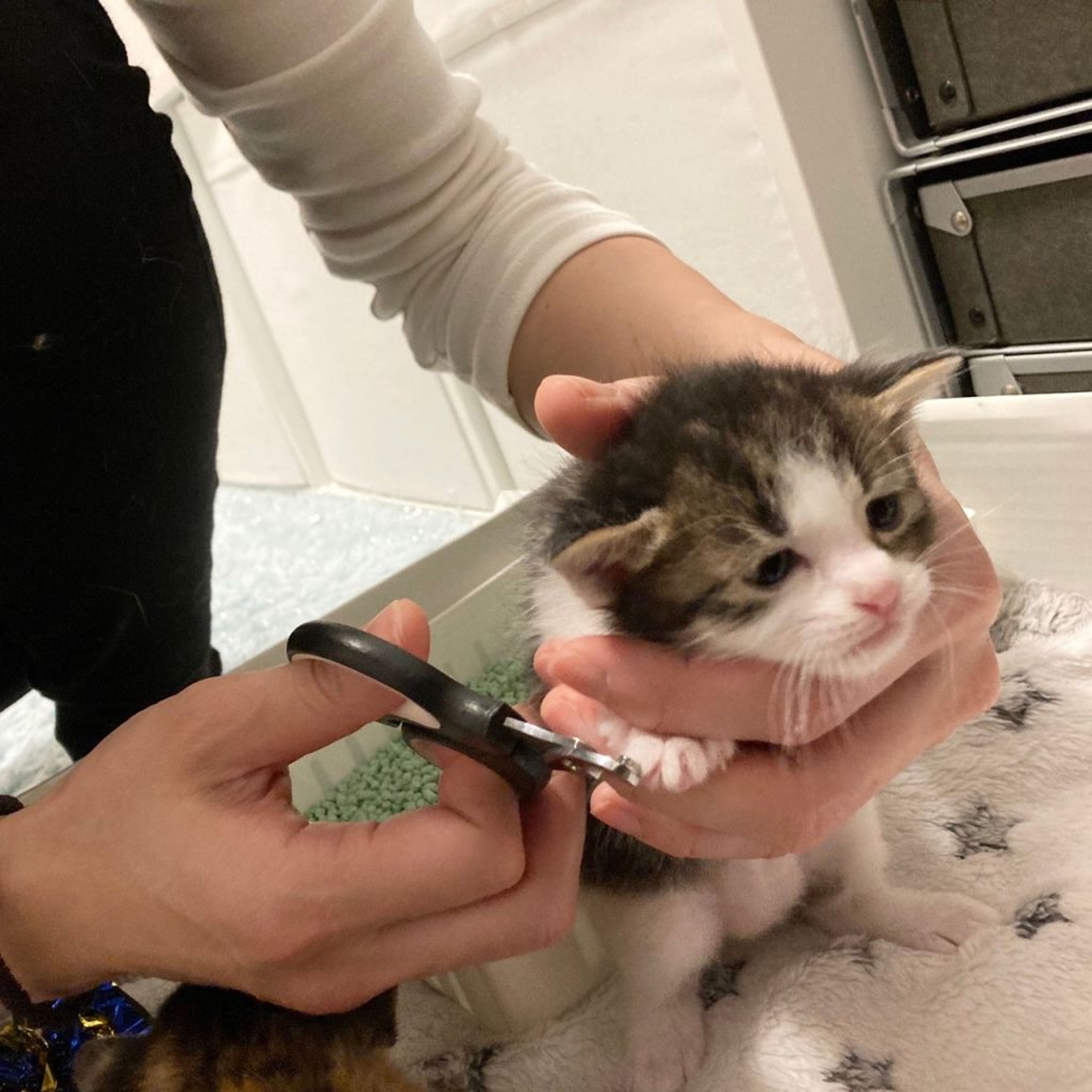 pet-image-6