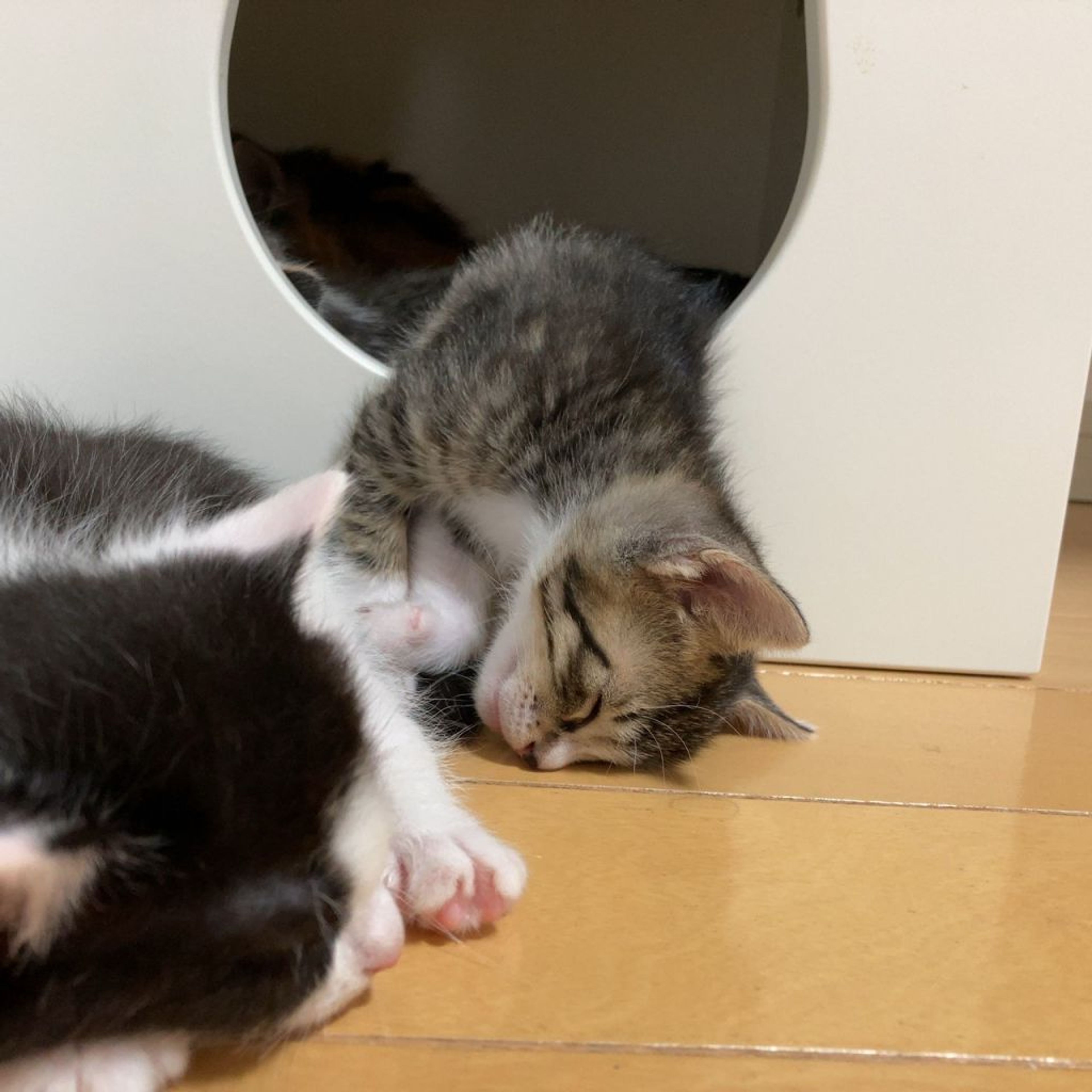 pet-image-8