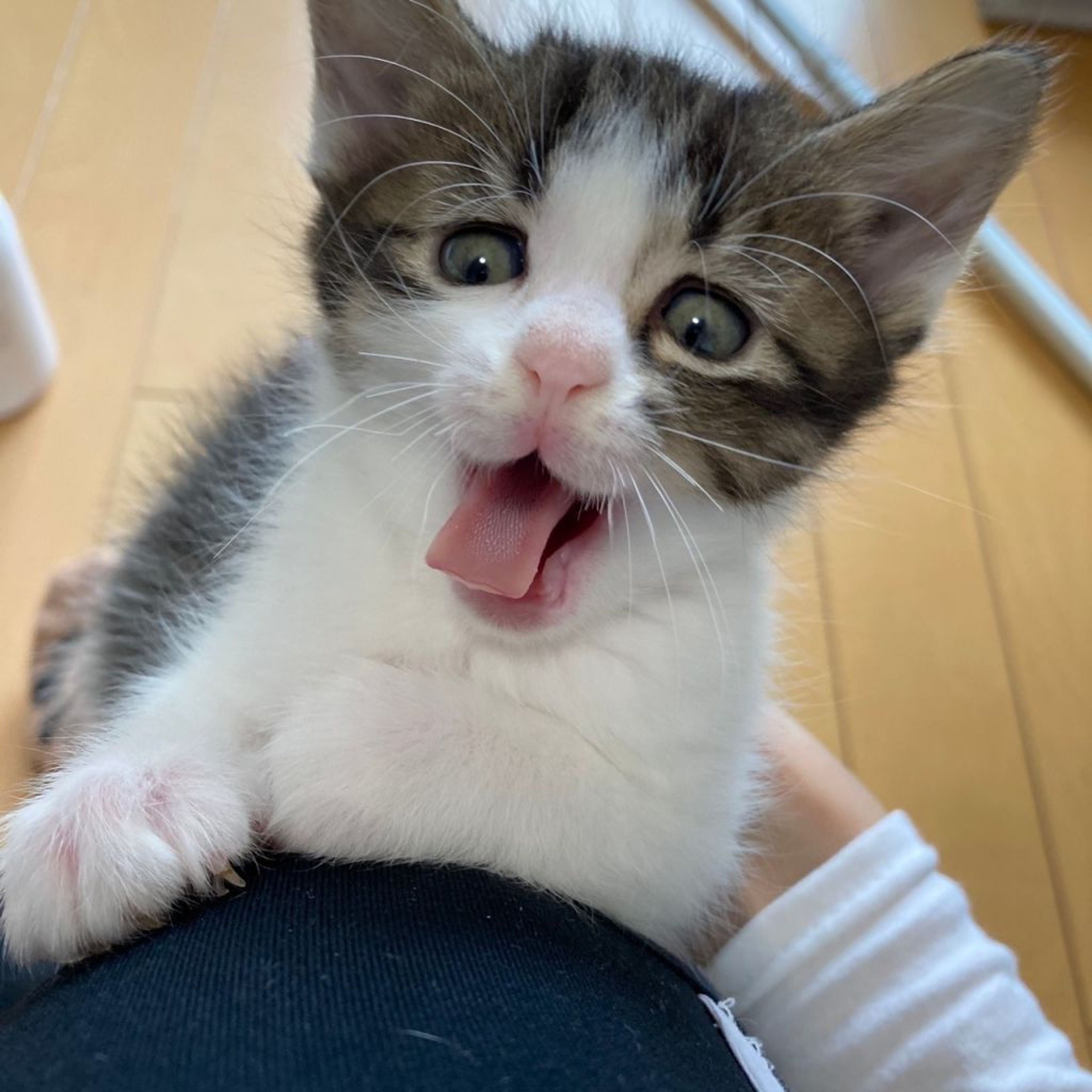 pet-image-9