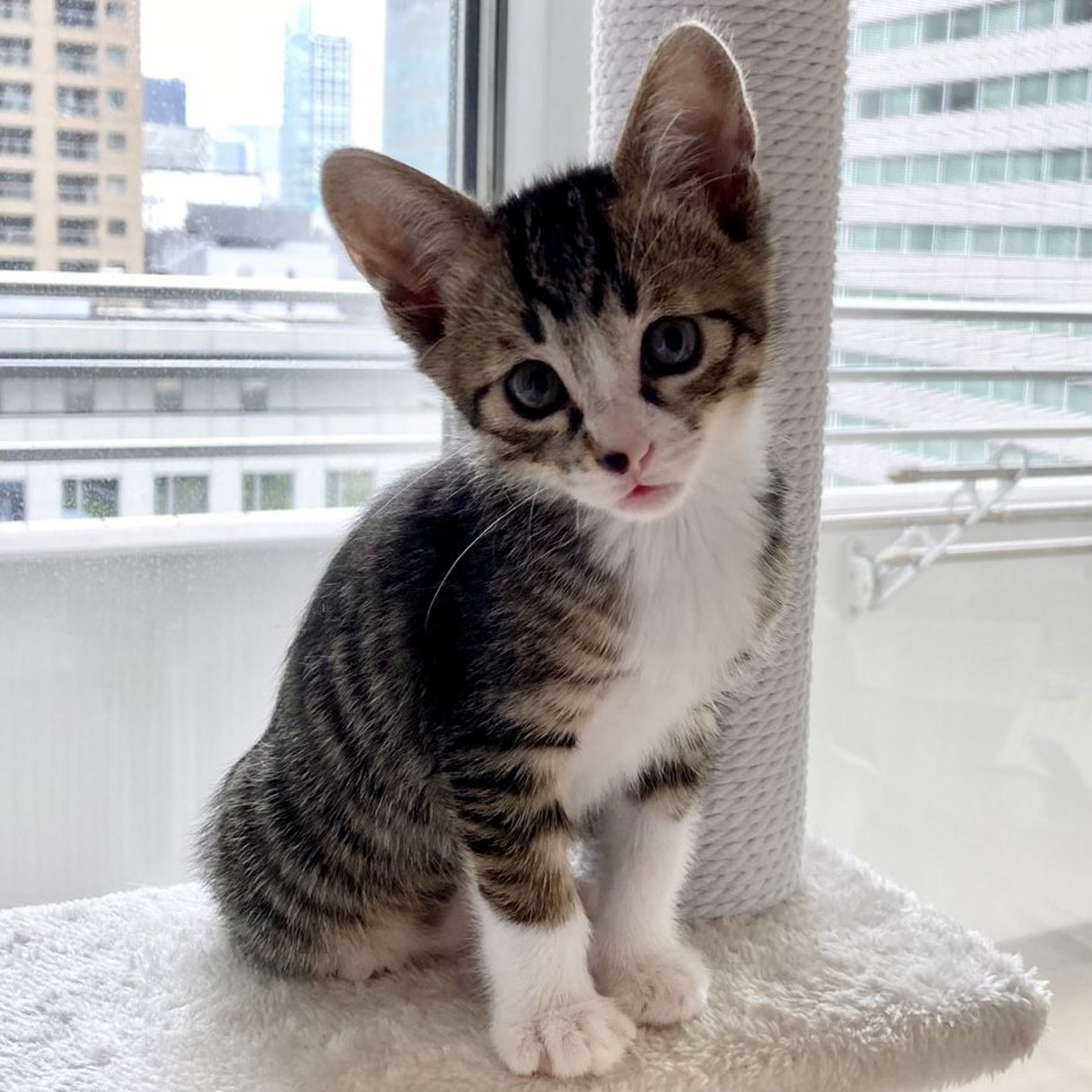 pet-image-3