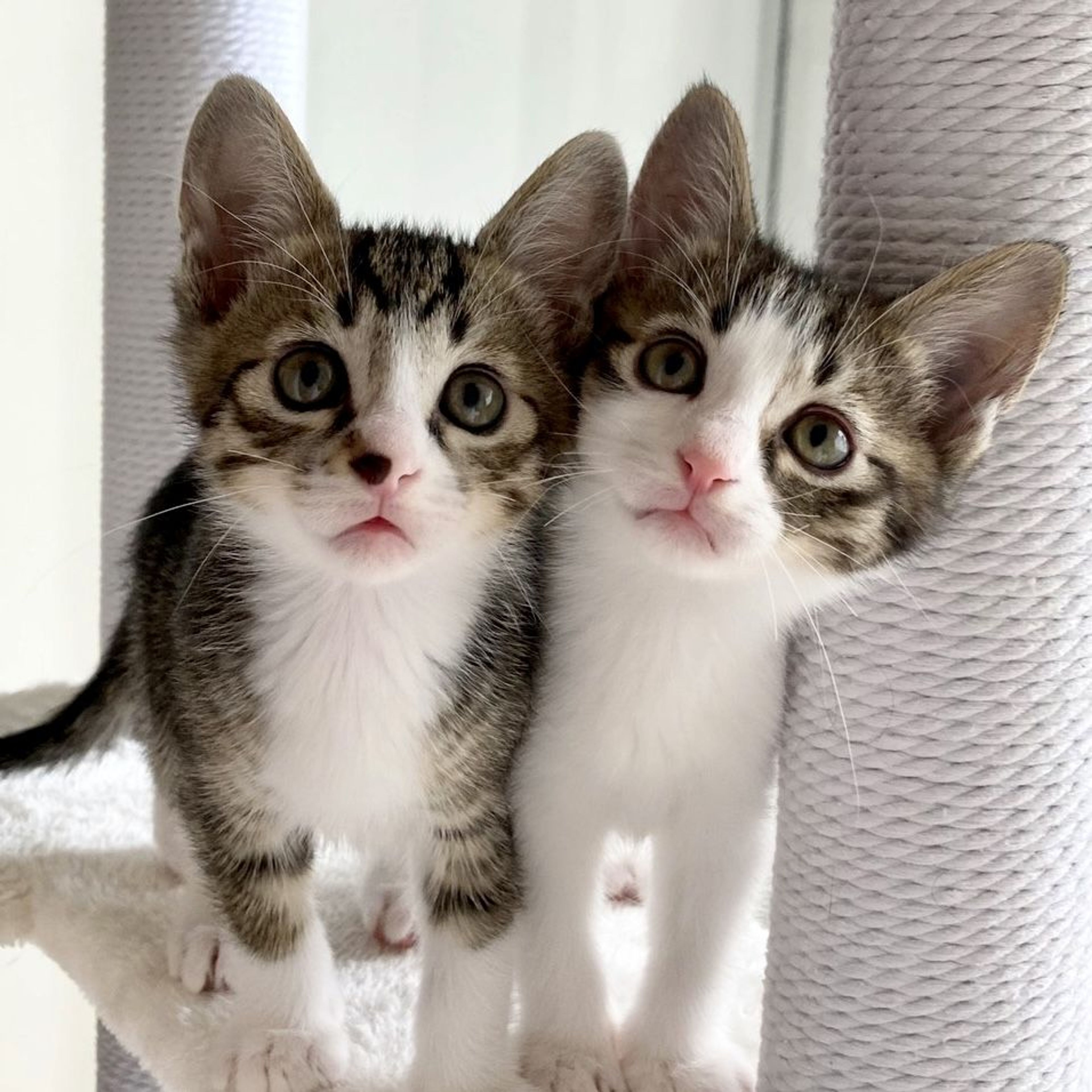 pet-image-5