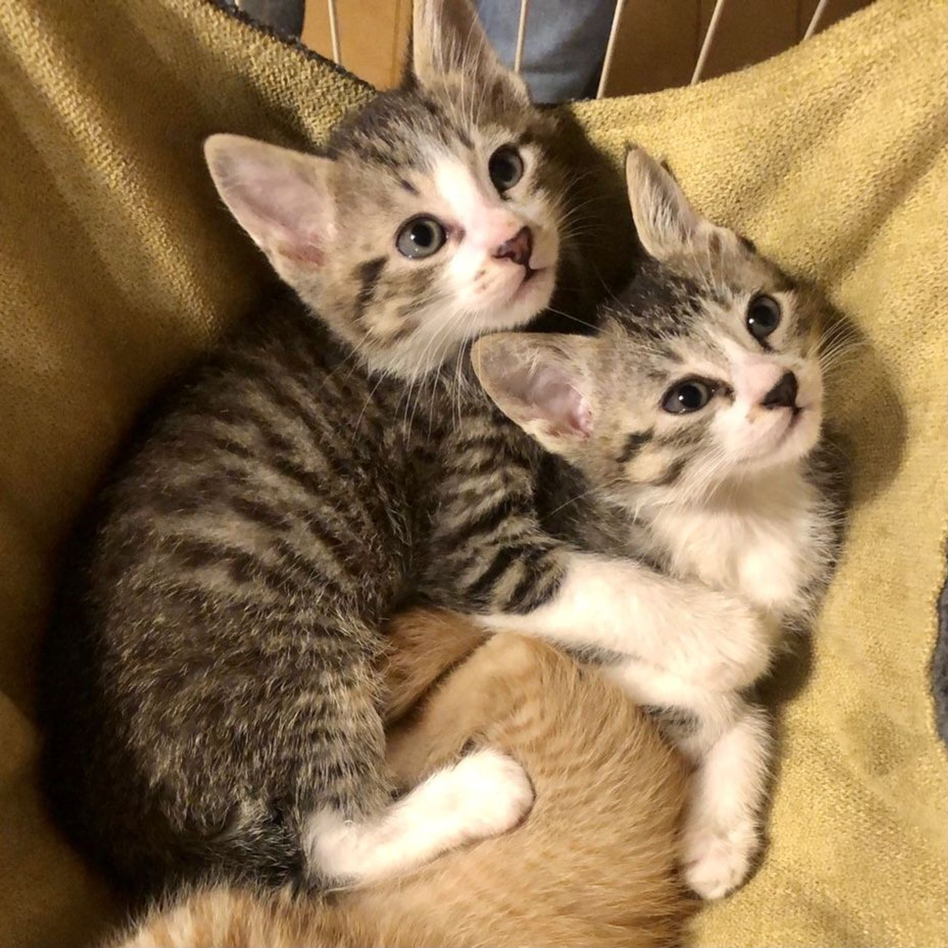 雑種（ミックス猫）・オスの里親募集の写真