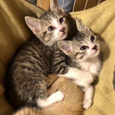 おはぎ&しるこ