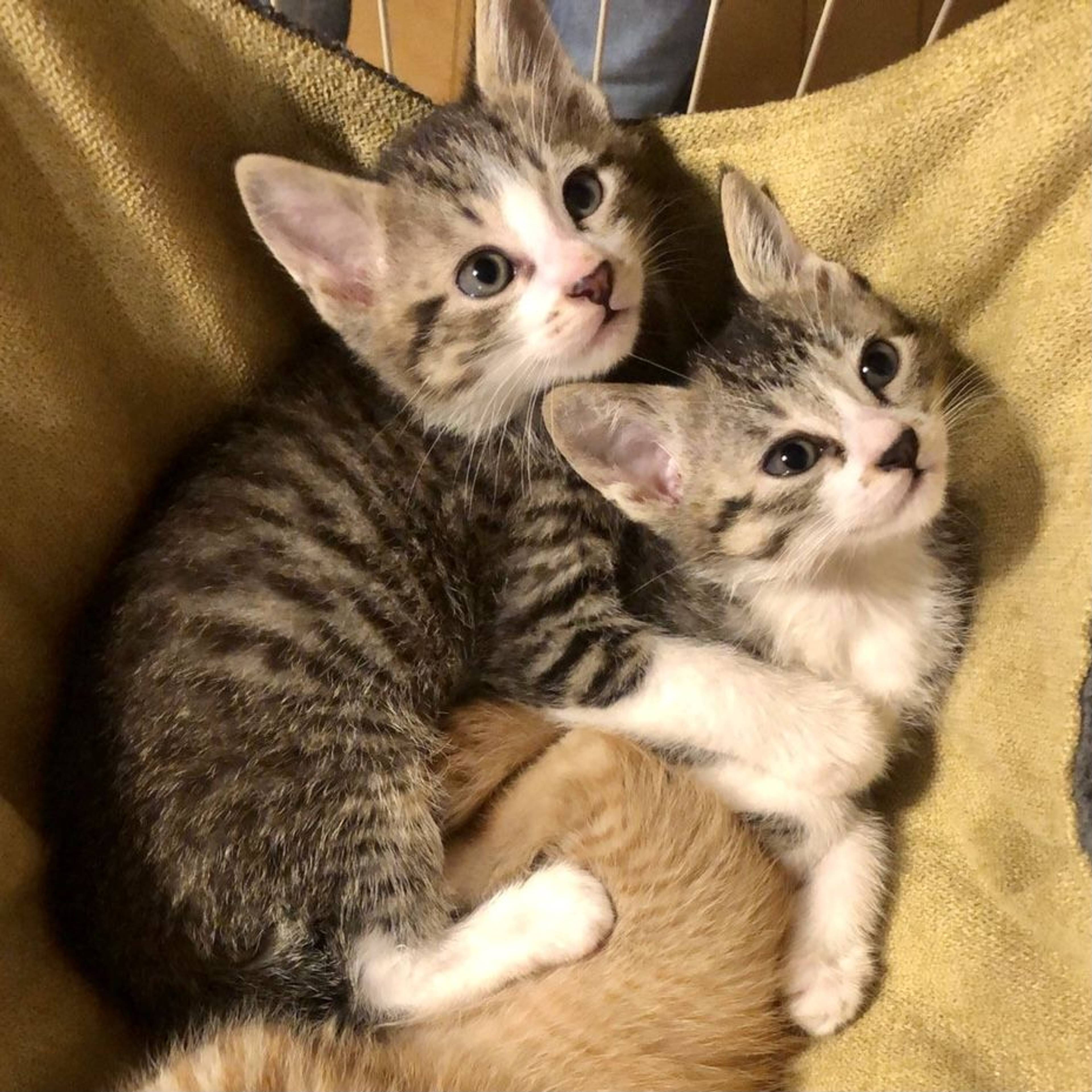 雑種（ミックス猫）・オスの里親募集の写真