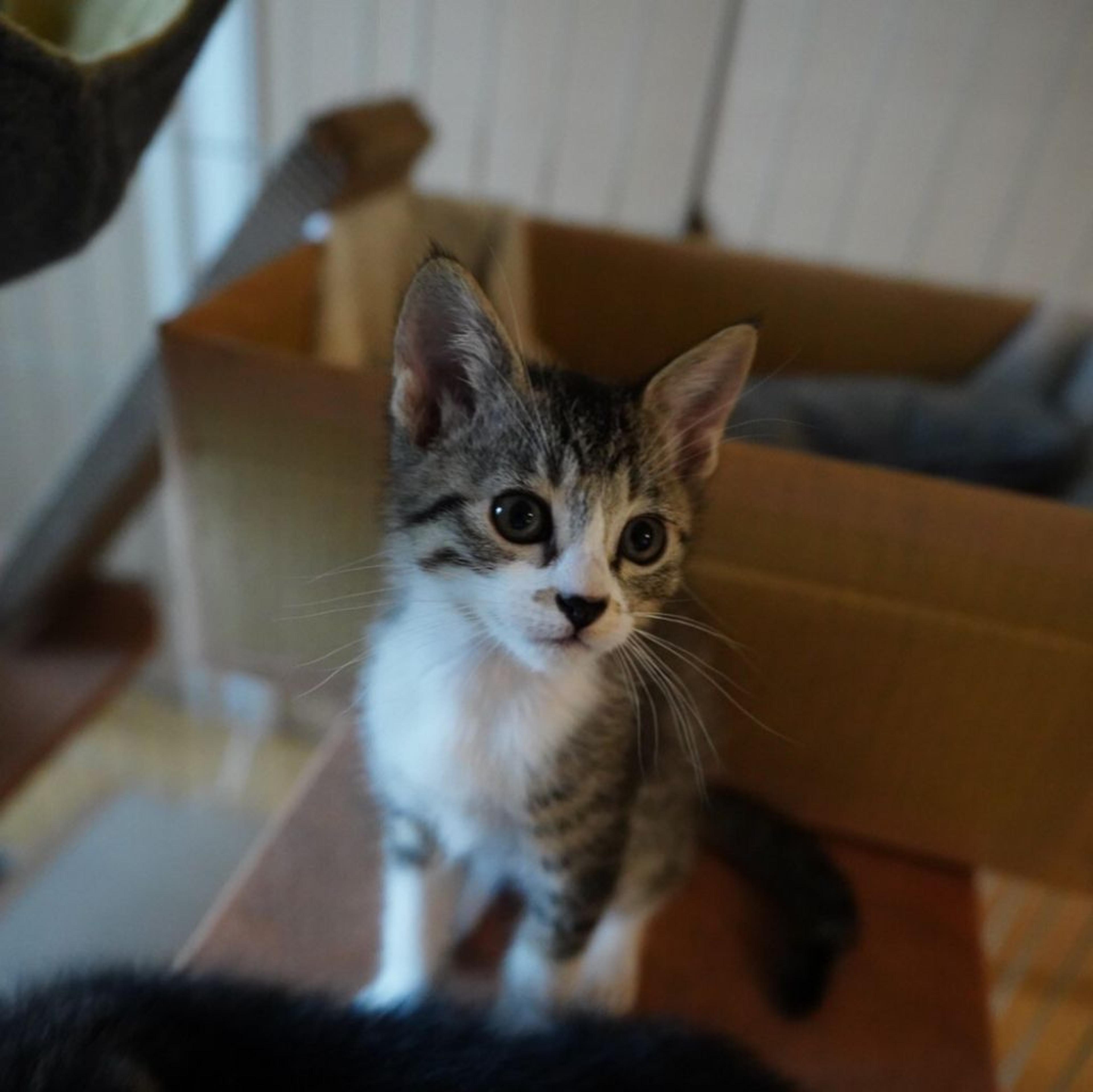 pet-image-7