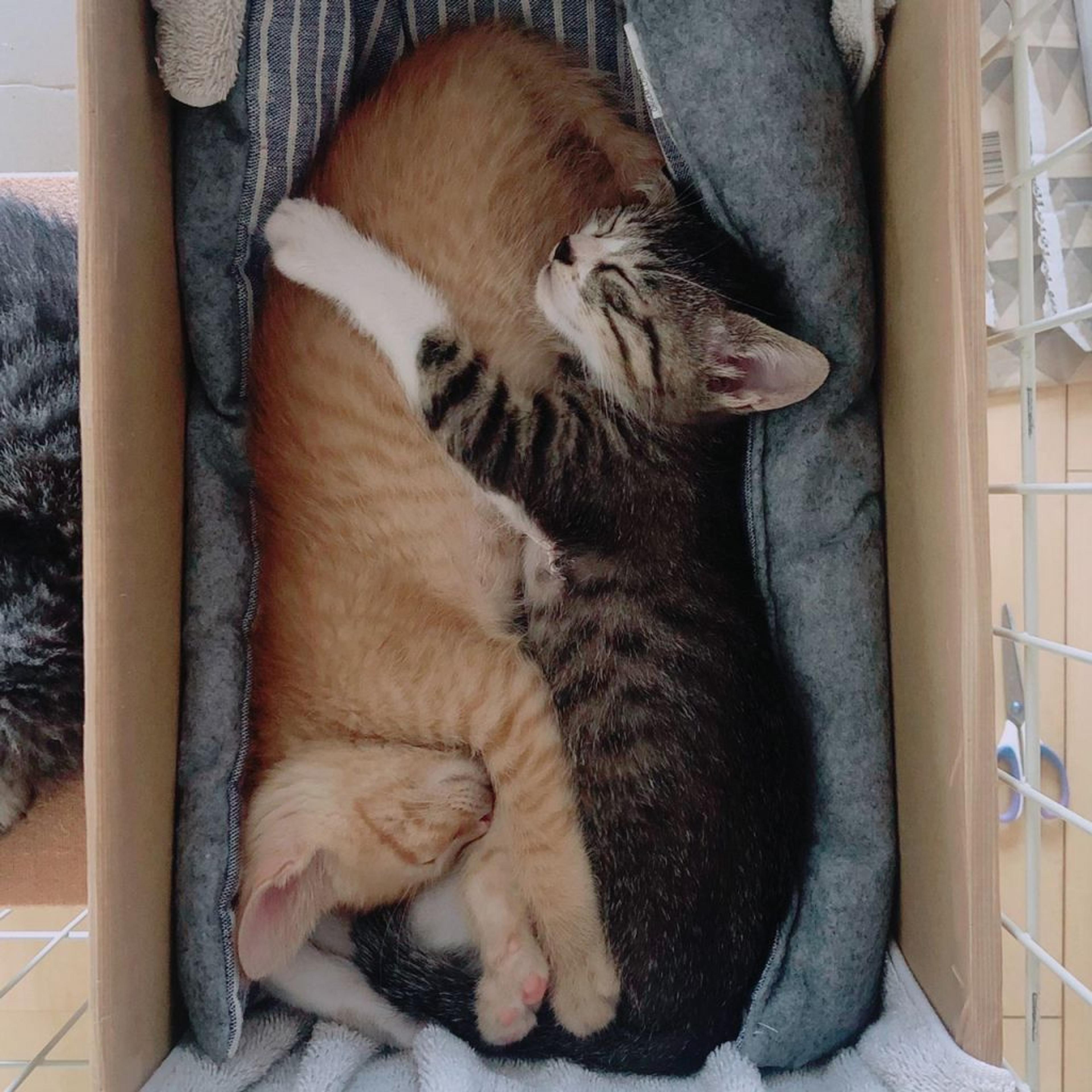 pet-image-8