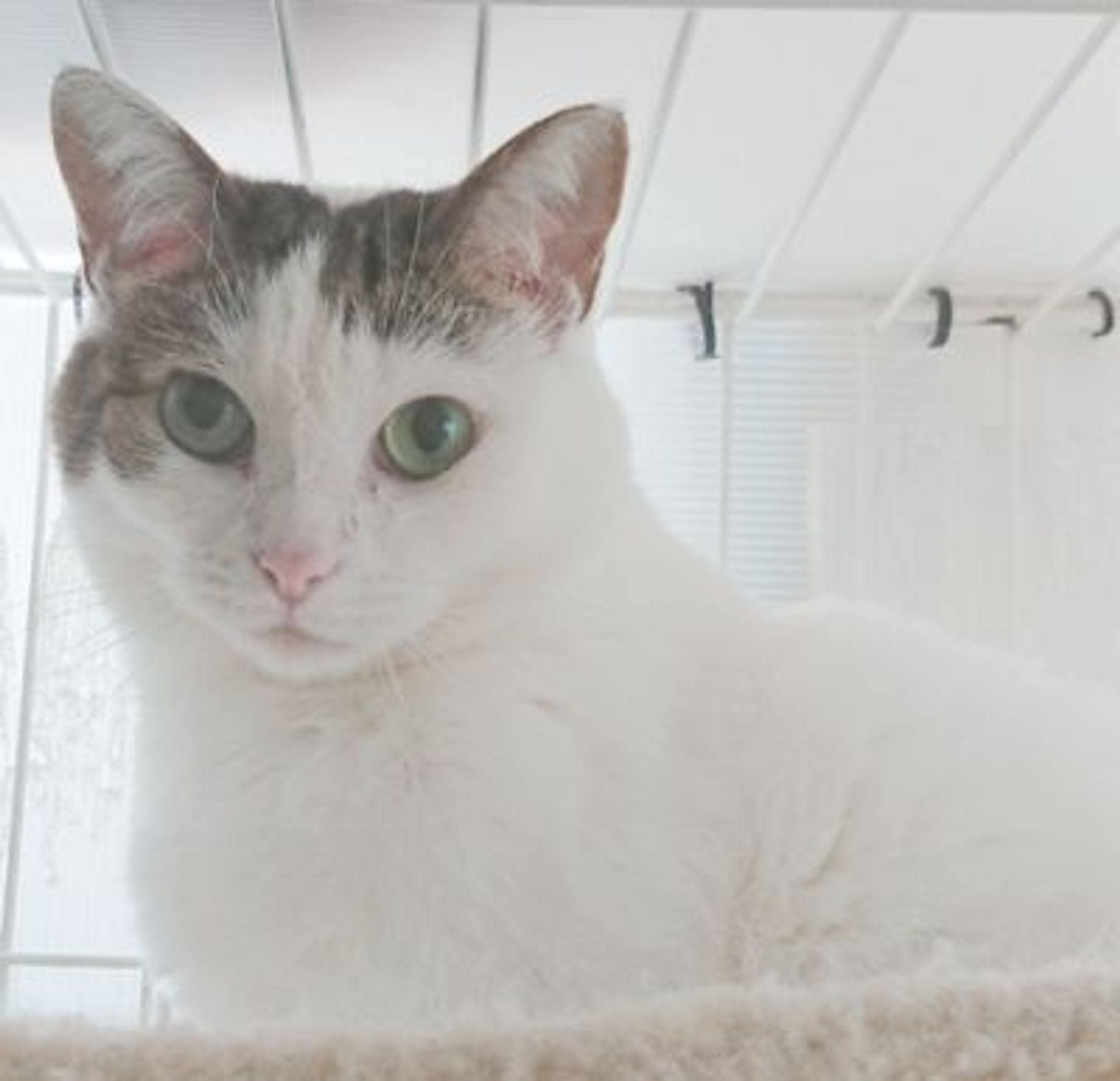 雑種（ミックス猫）・メスの里親募集の写真