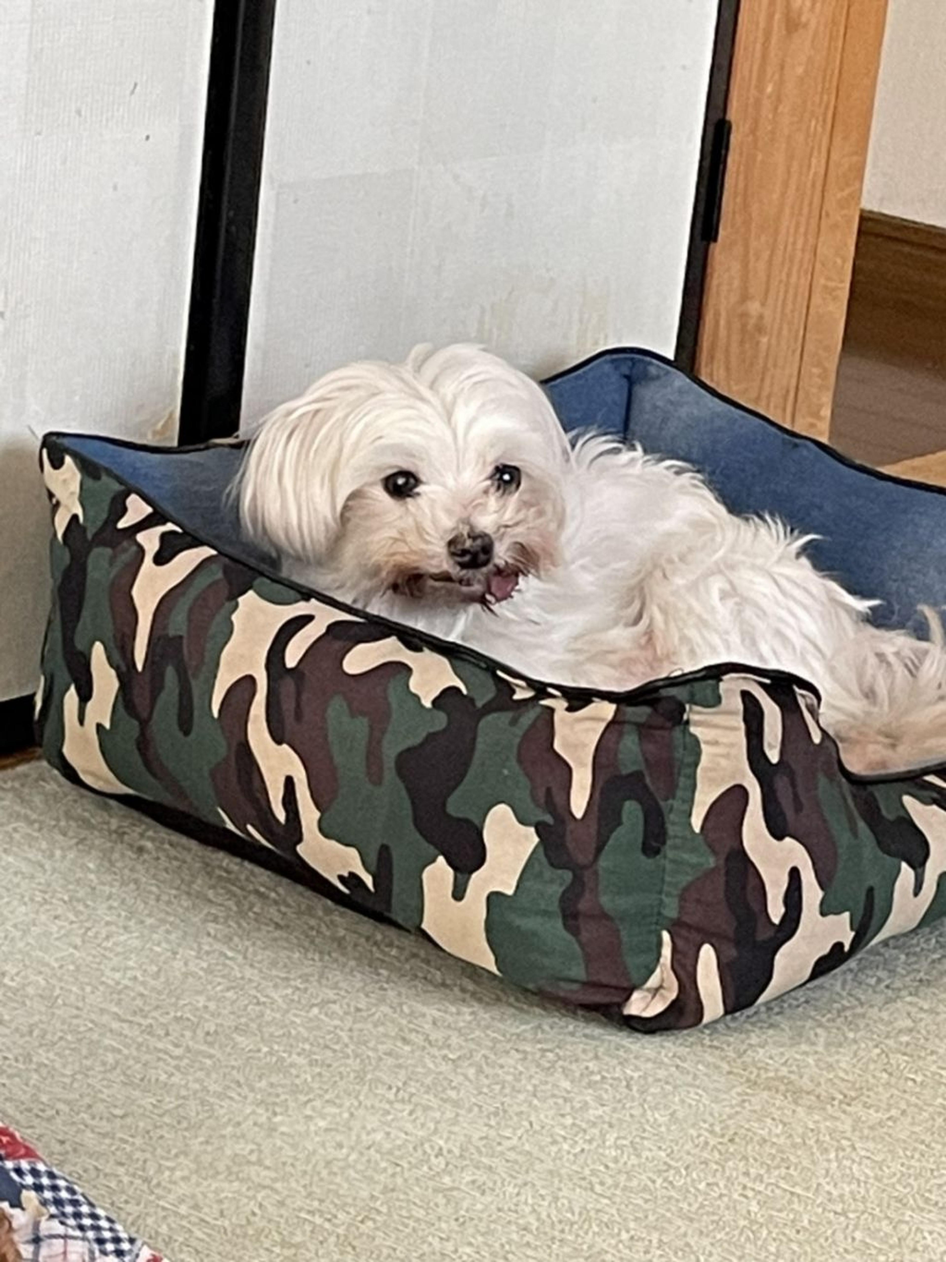 pet-image-2