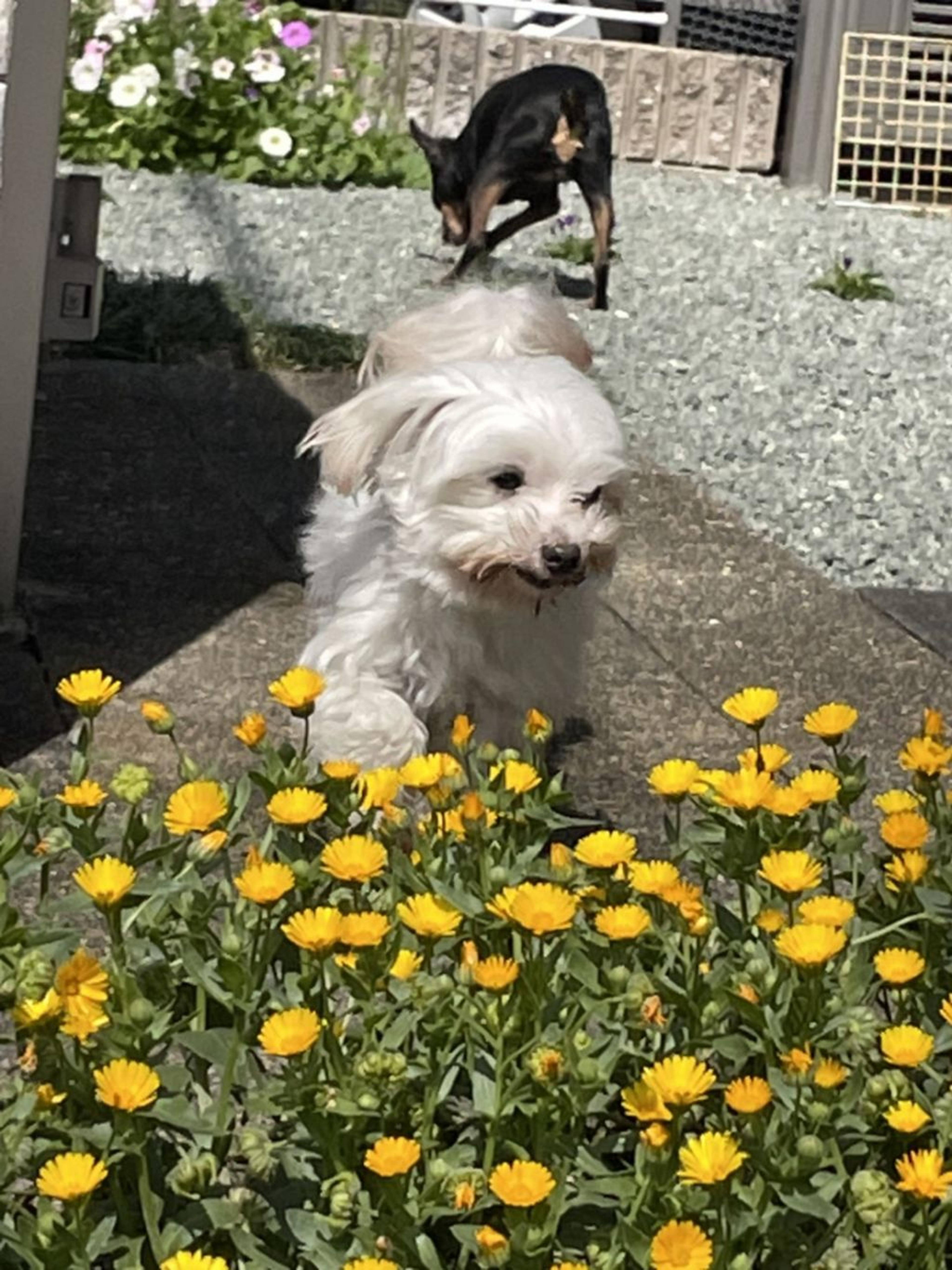 pet-image-4