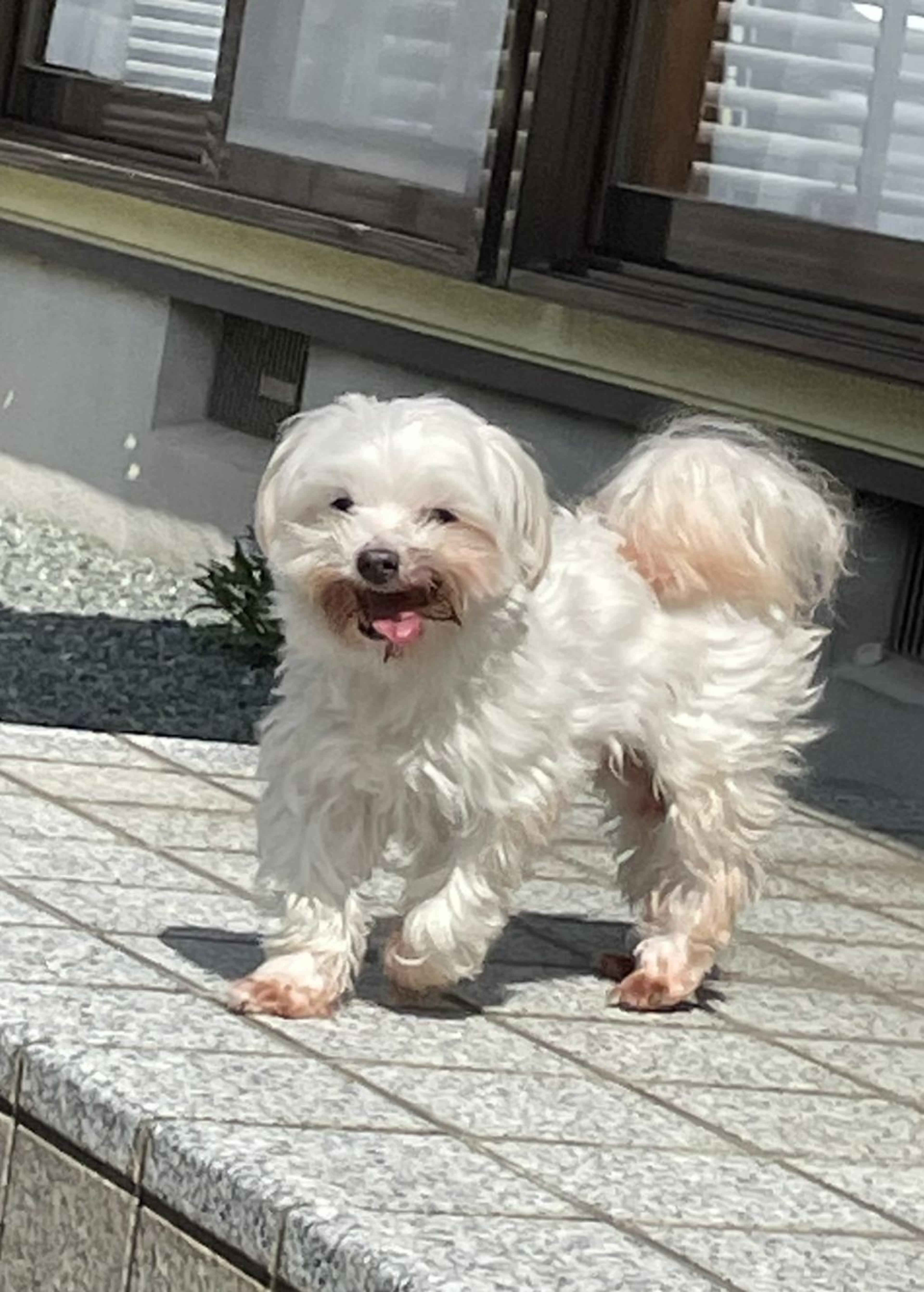 pet-image-5