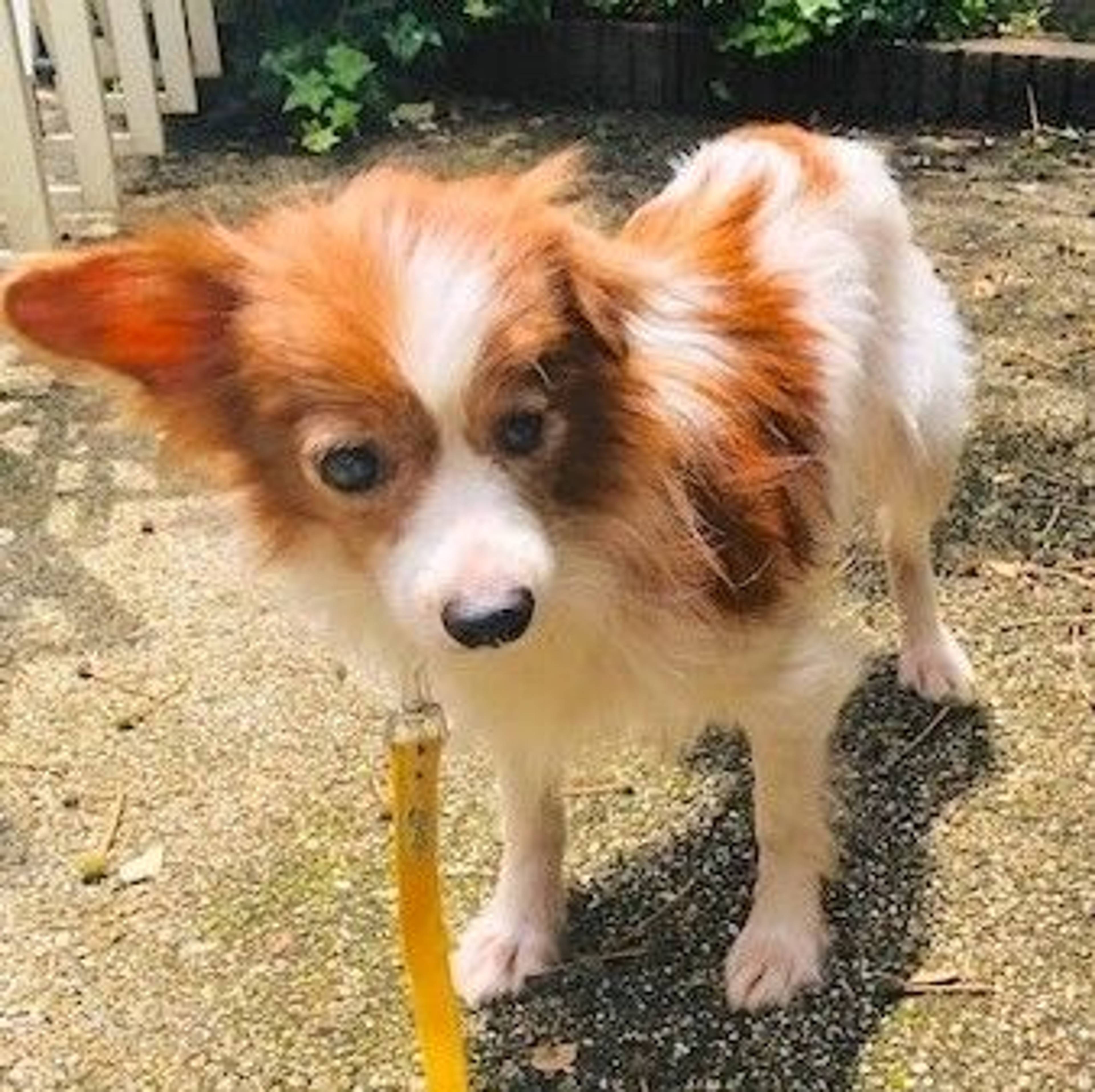 雑種（ミックス犬）・メスの里親募集の写真