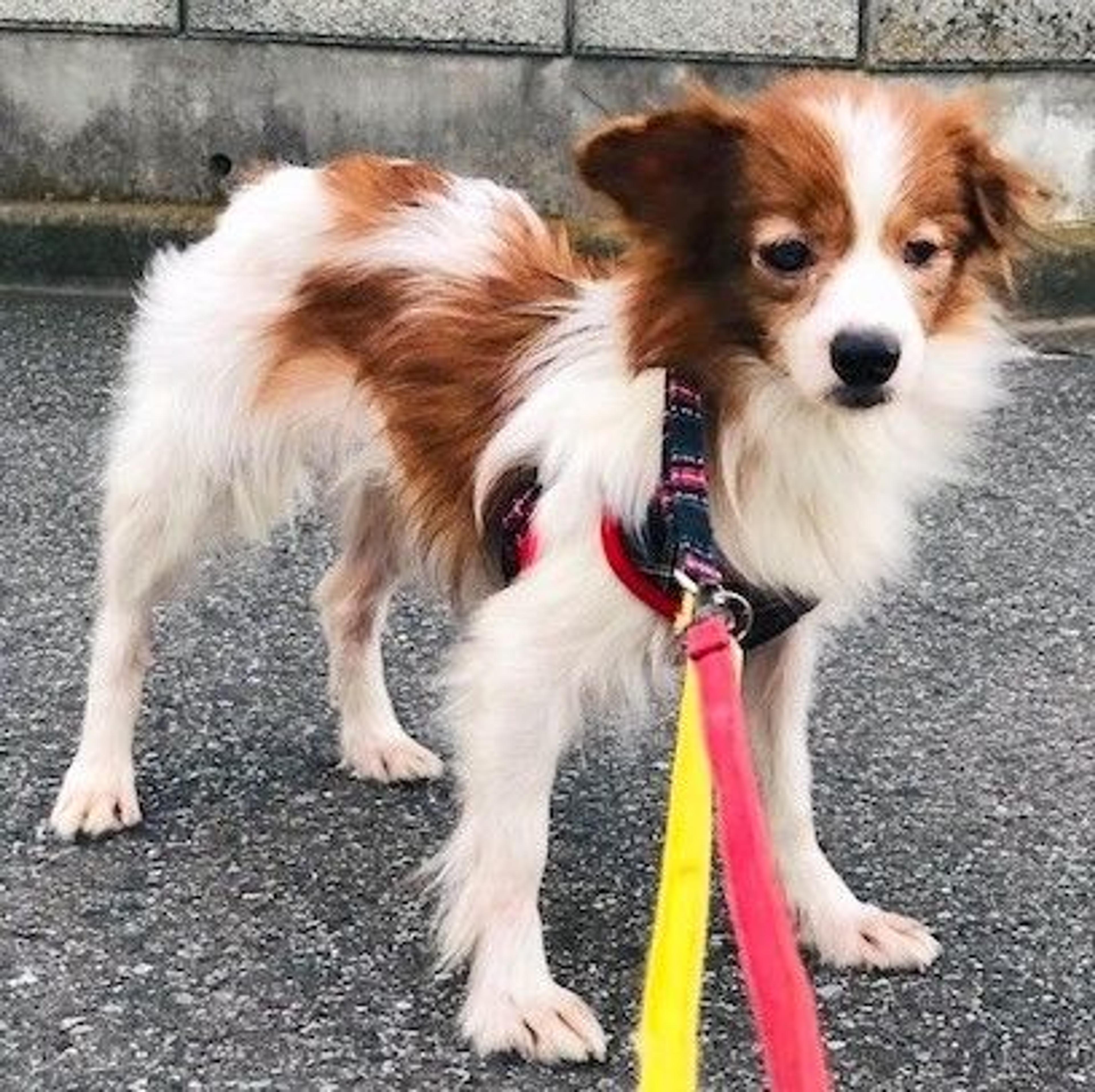pet-image-2