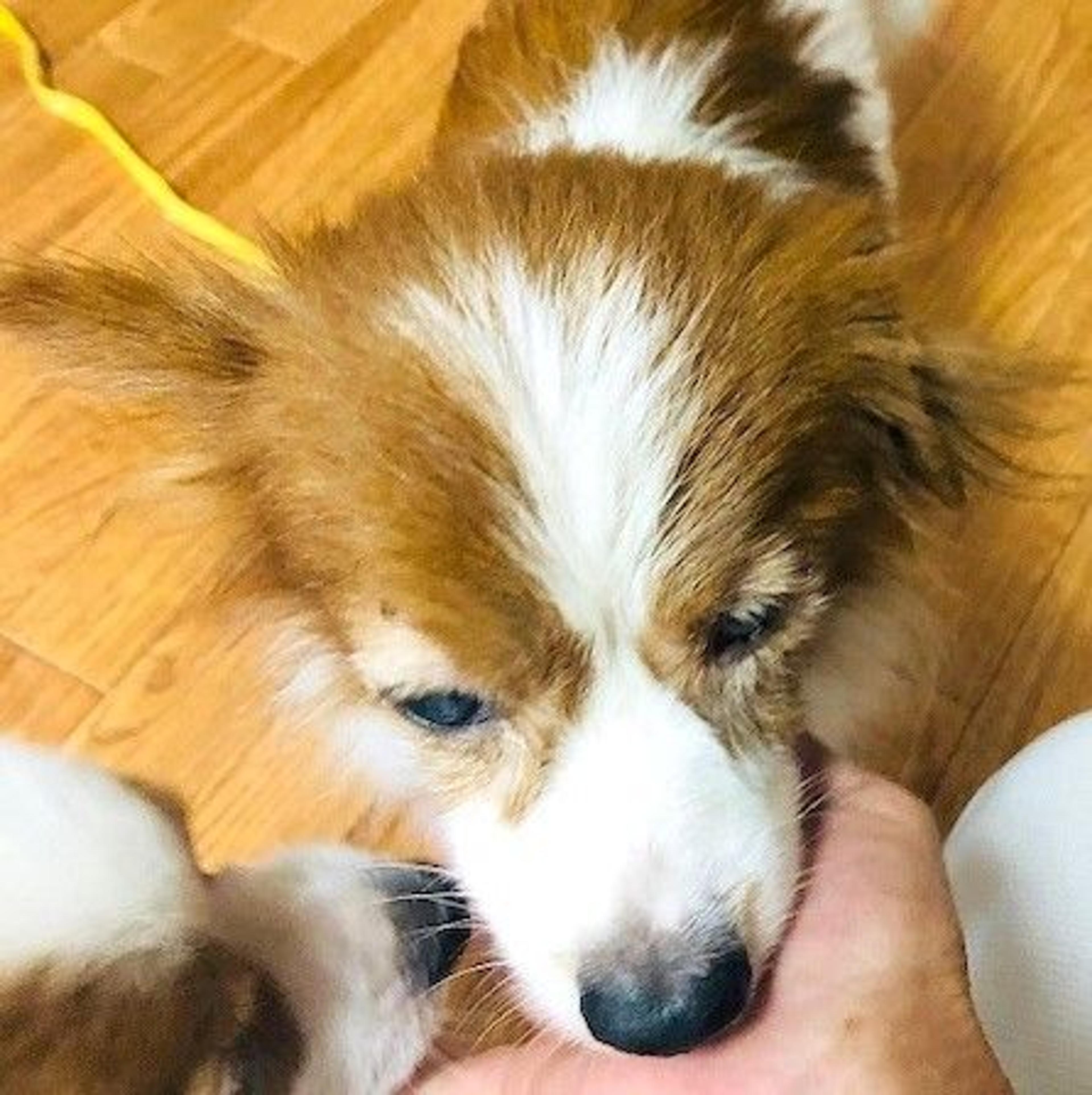 pet-image-3