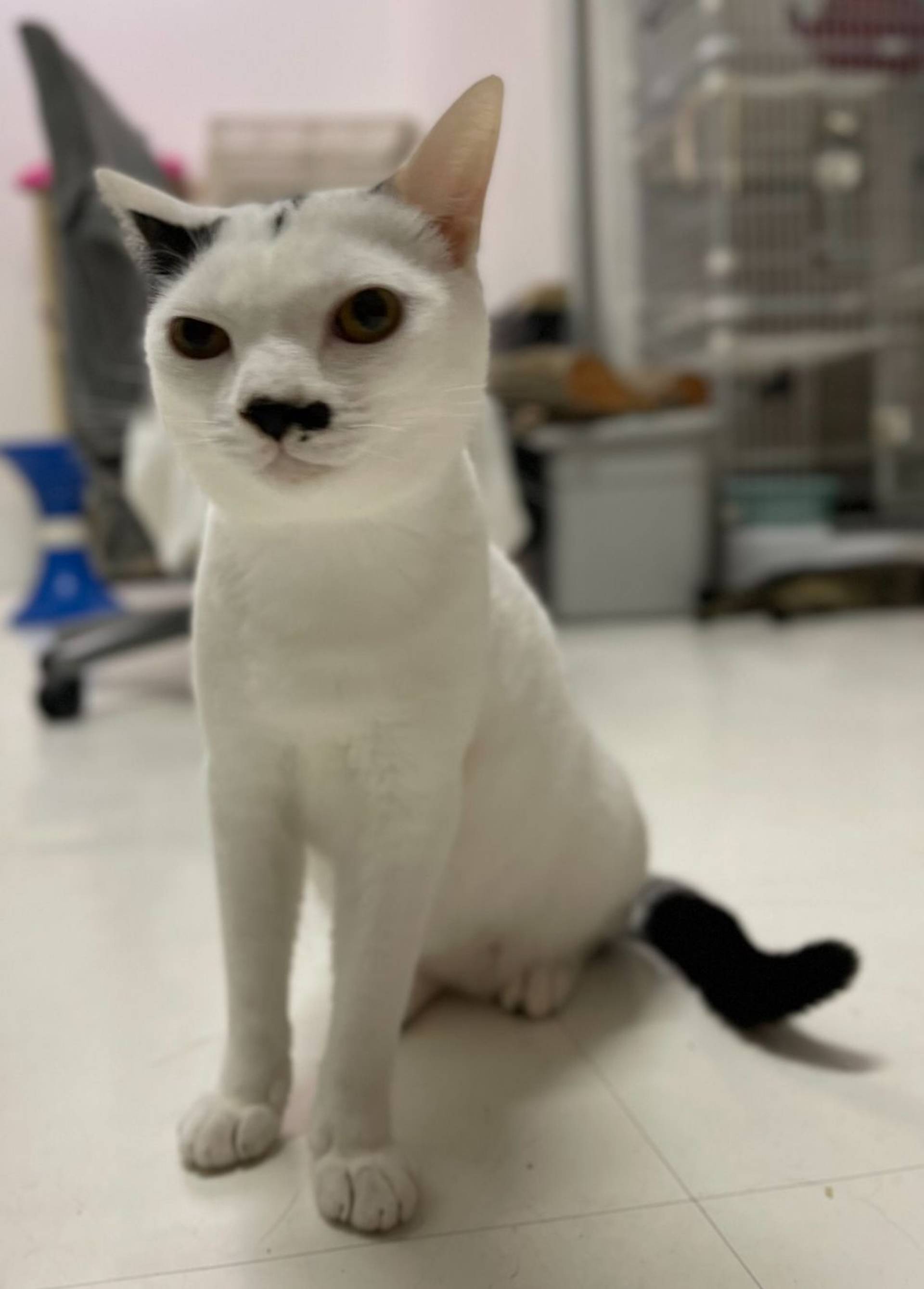 雑種（ミックス猫）・オスの里親募集の写真