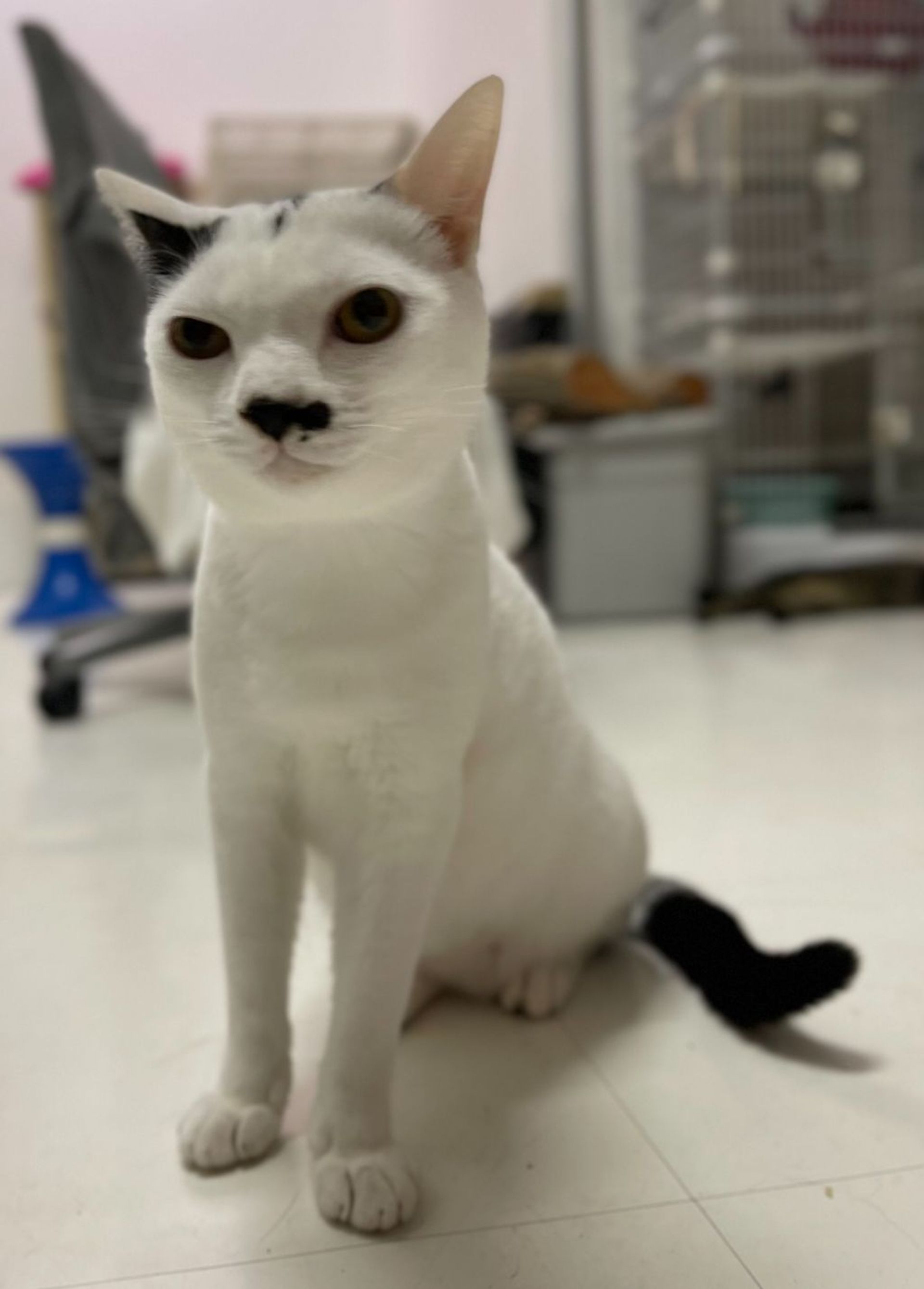 雑種（ミックス猫）・オスの里親募集の写真