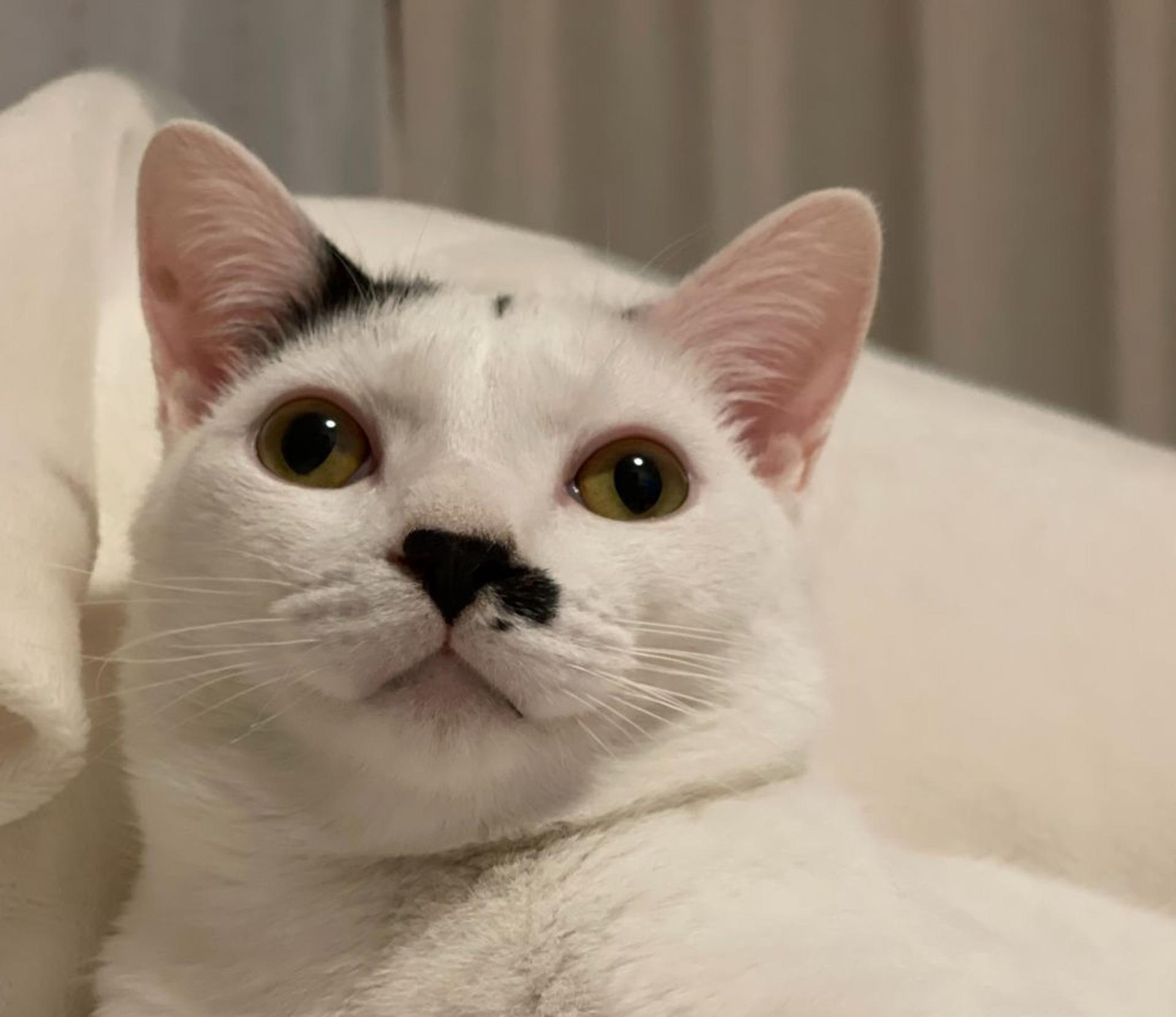 pet-image-2