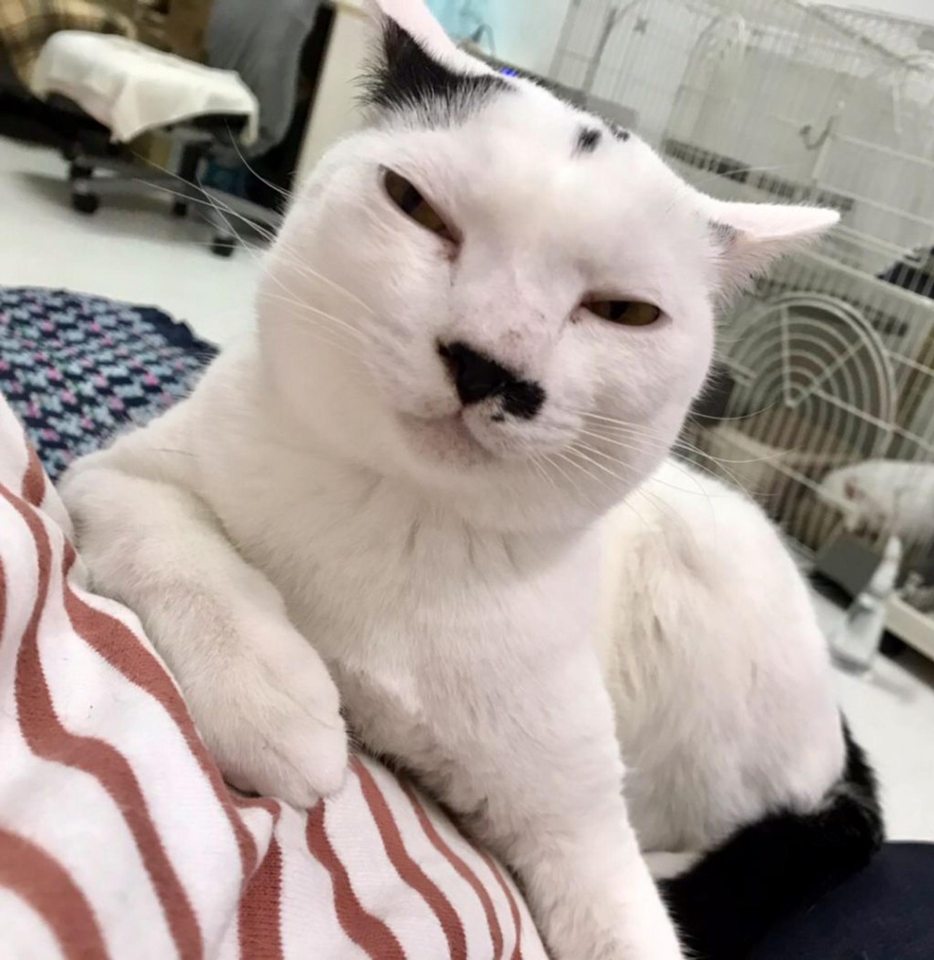 pet-image-3