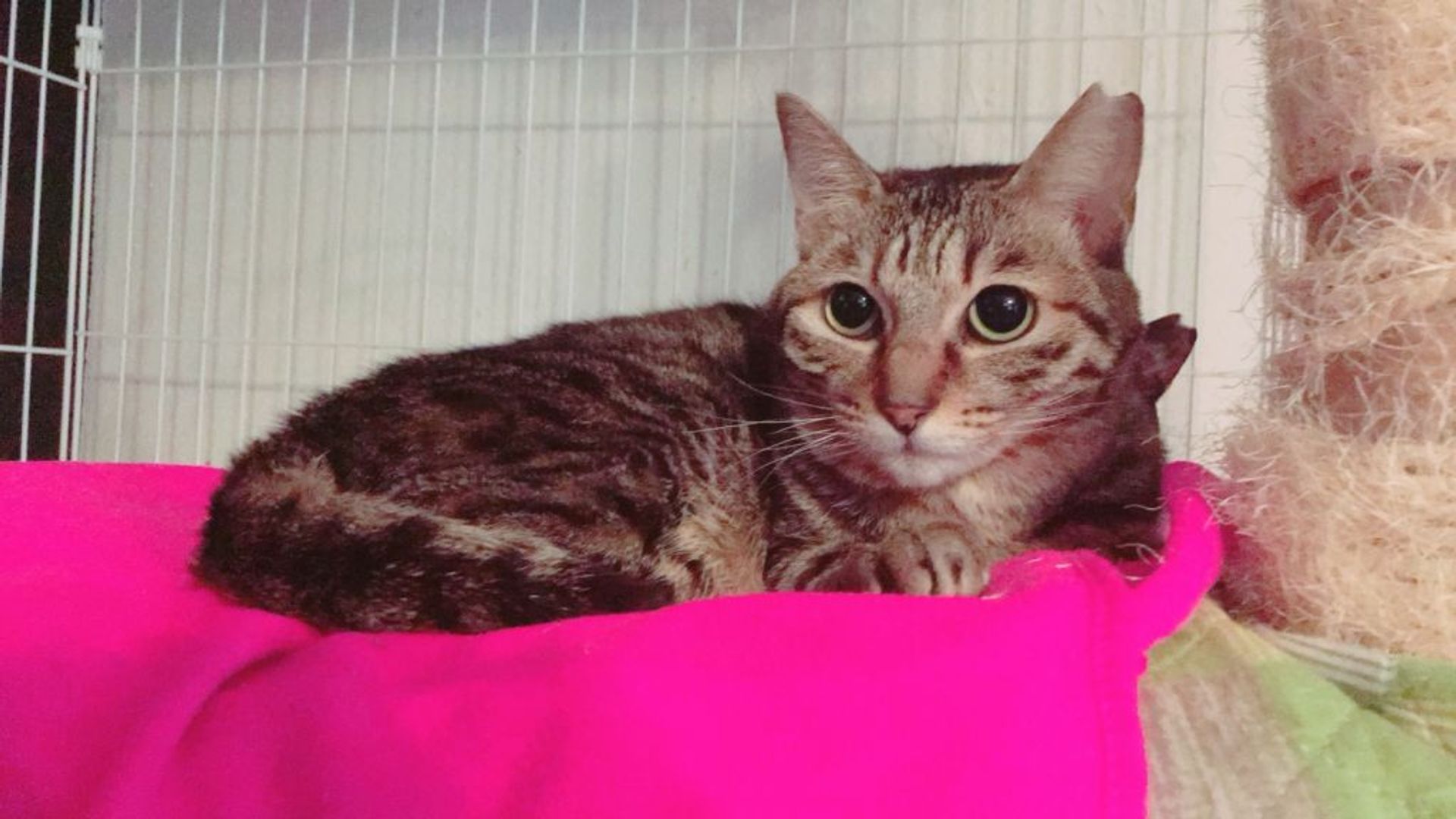 雑種（ミックス猫）・メスの里親募集の写真