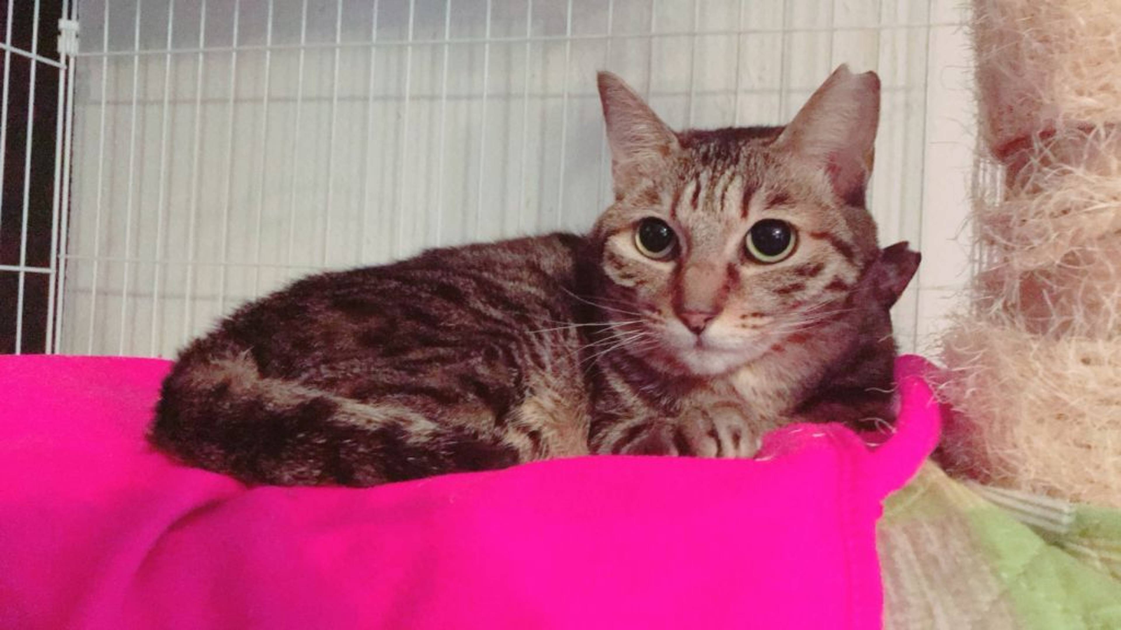 雑種（ミックス猫）・メスの里親募集の写真