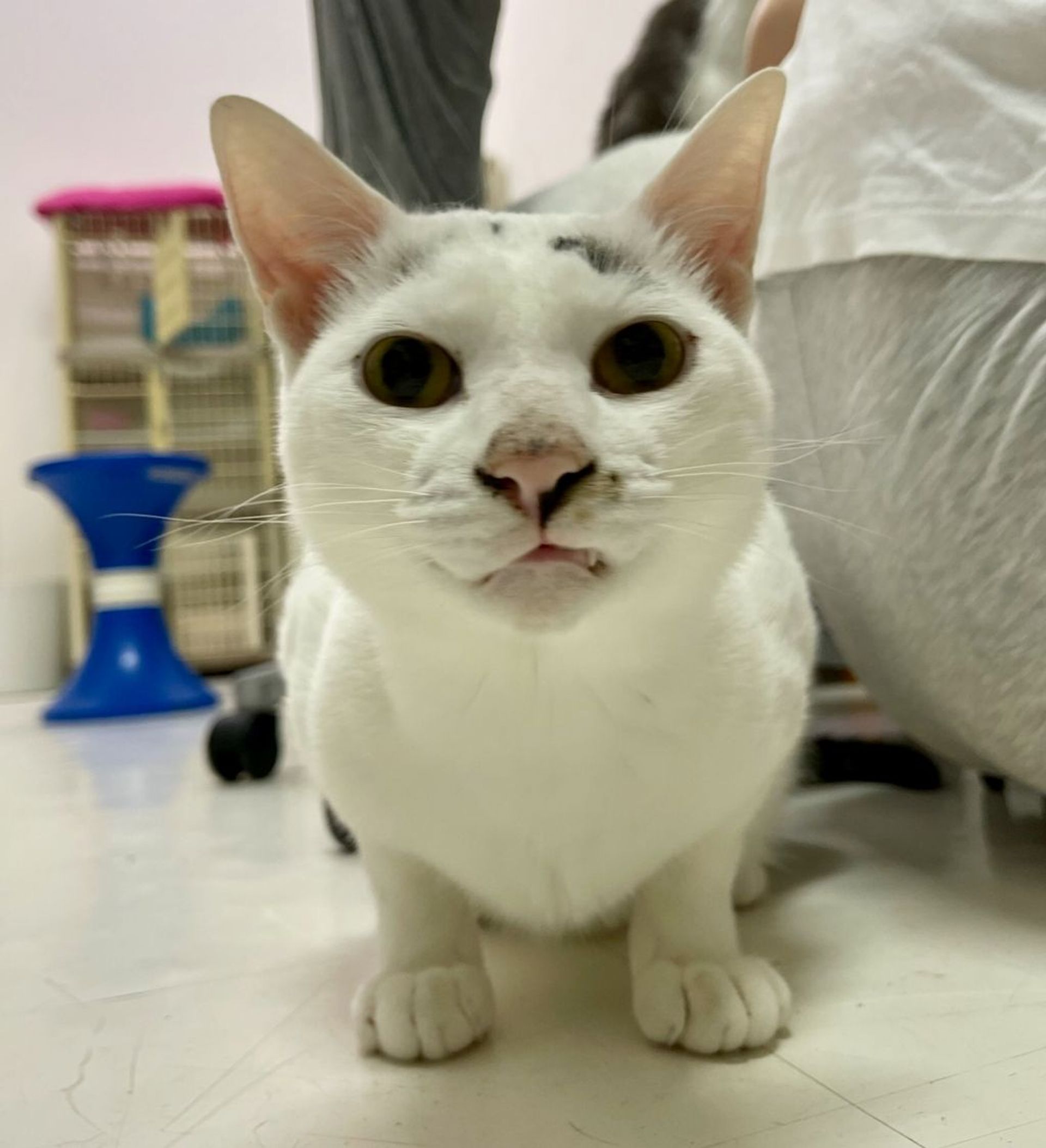雑種（ミックス猫）・オスの里親募集の写真
