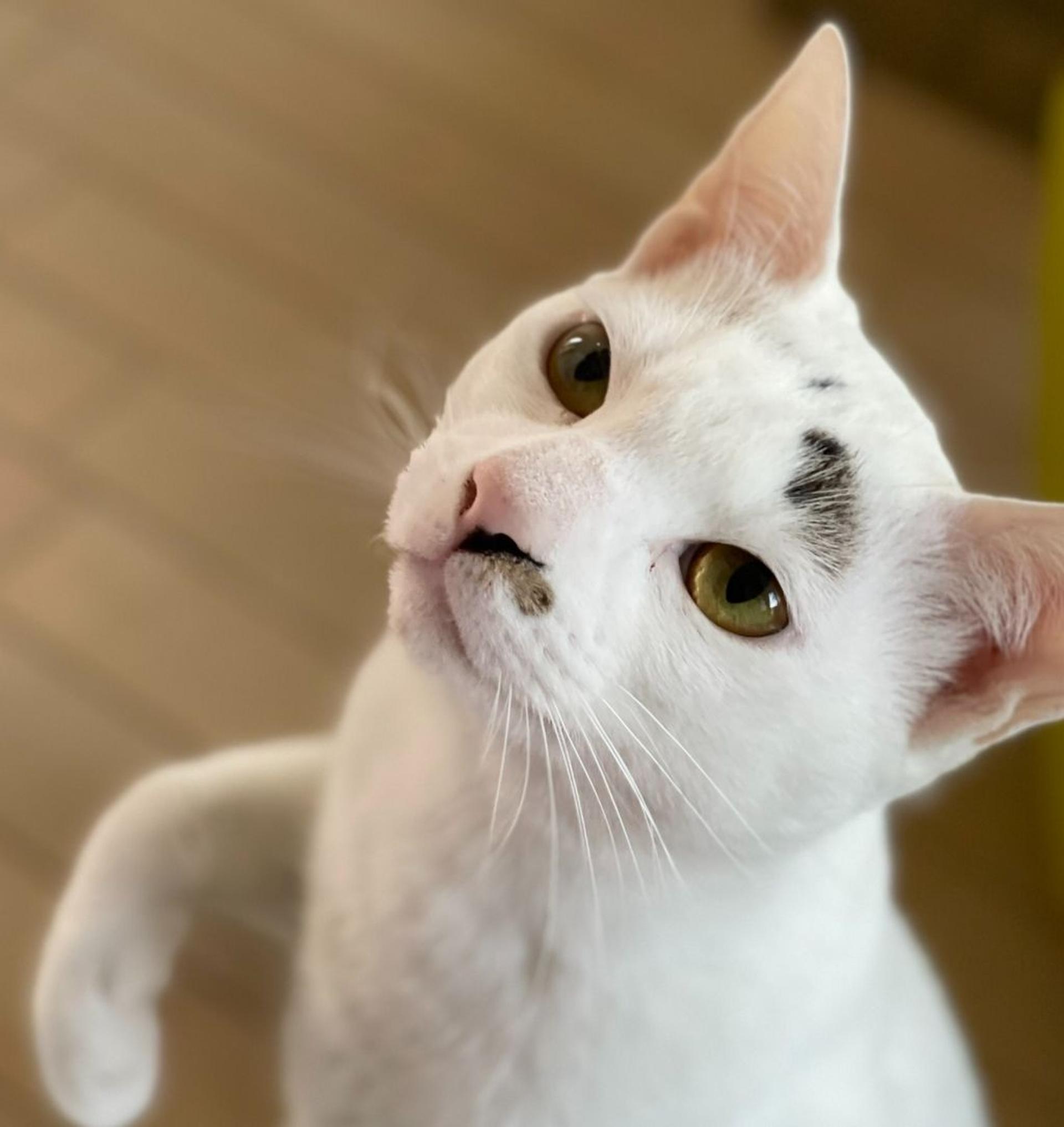 pet-image-2
