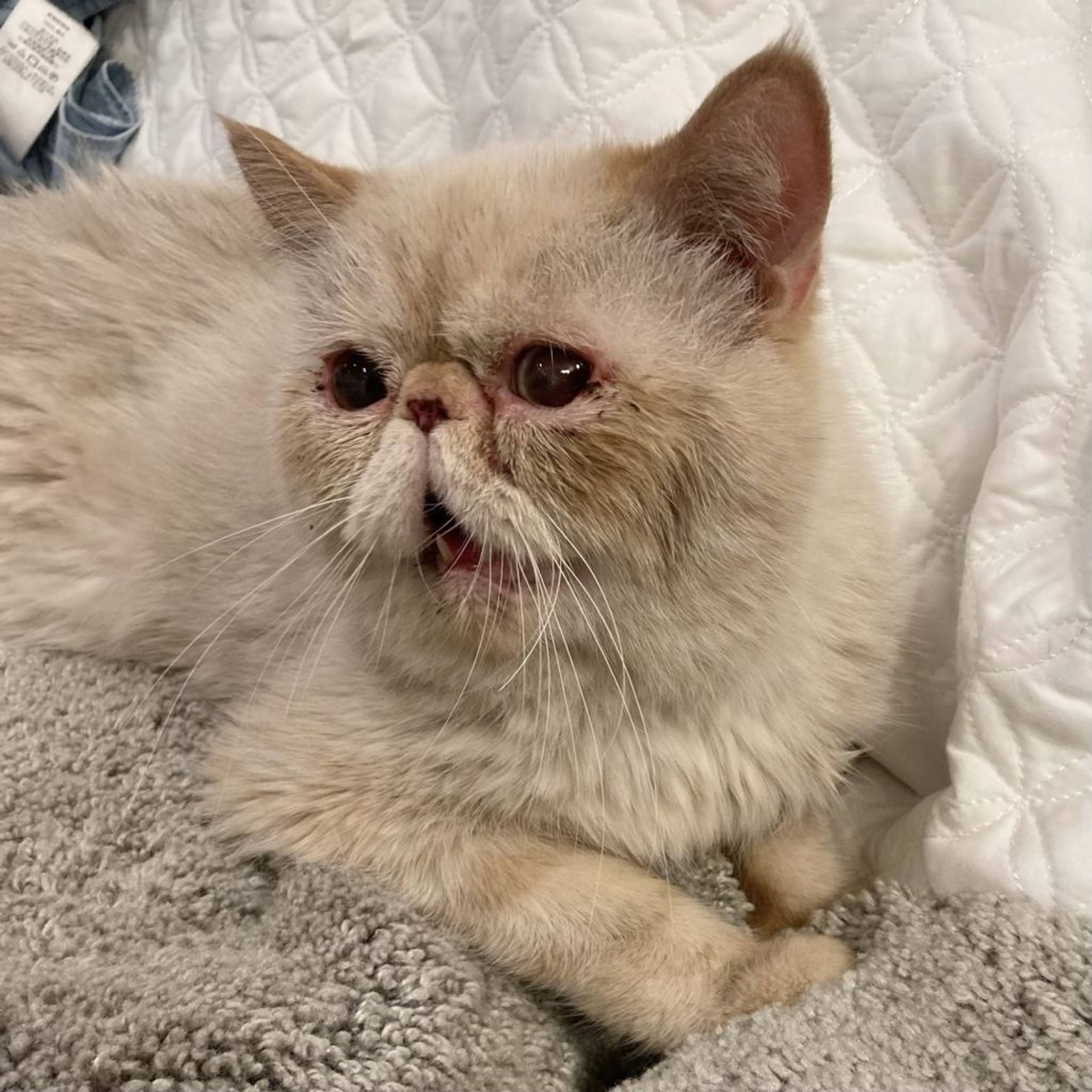 エキゾチックショートヘア・オスの里親募集の写真