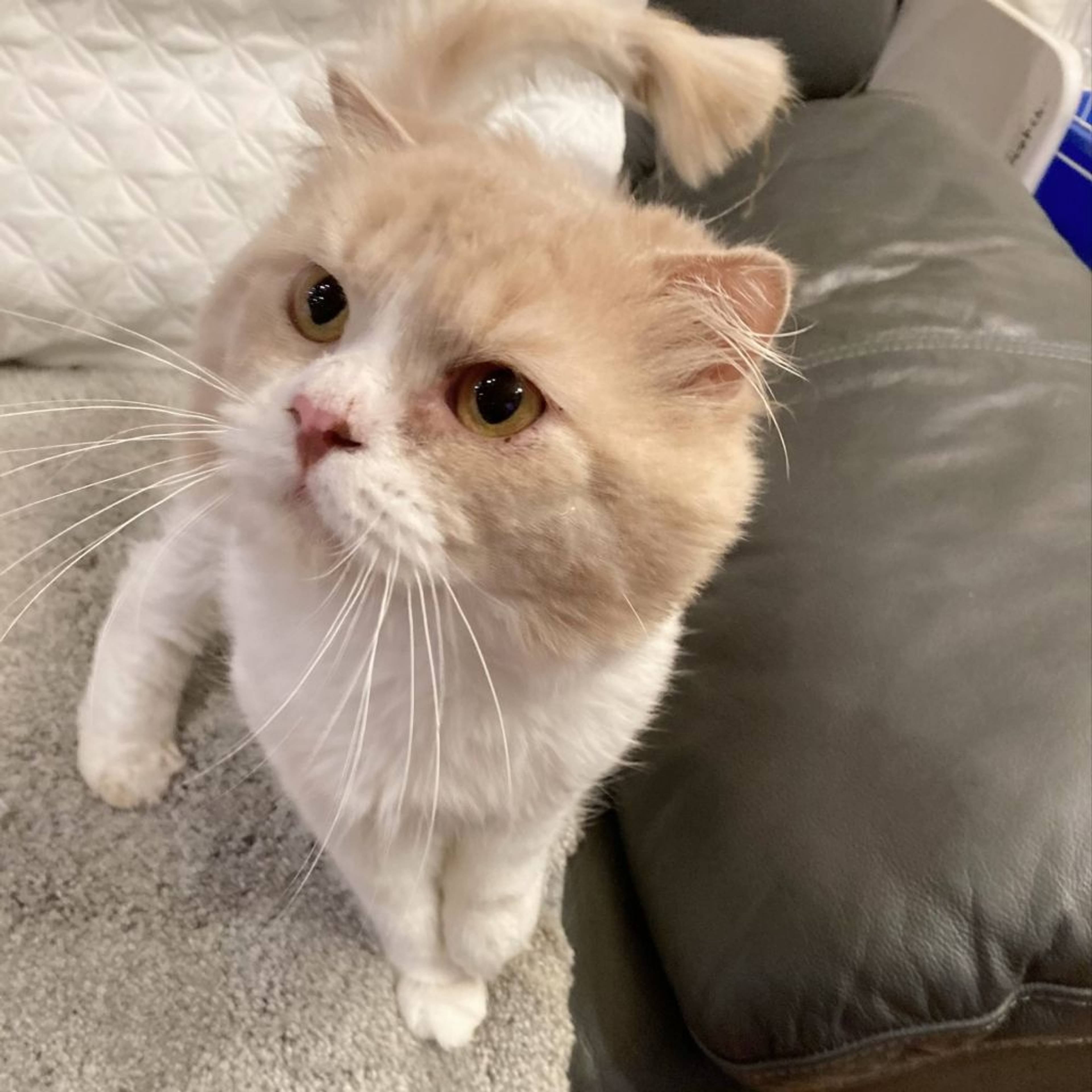 スコティッシュフォールド・オスの里親募集の写真