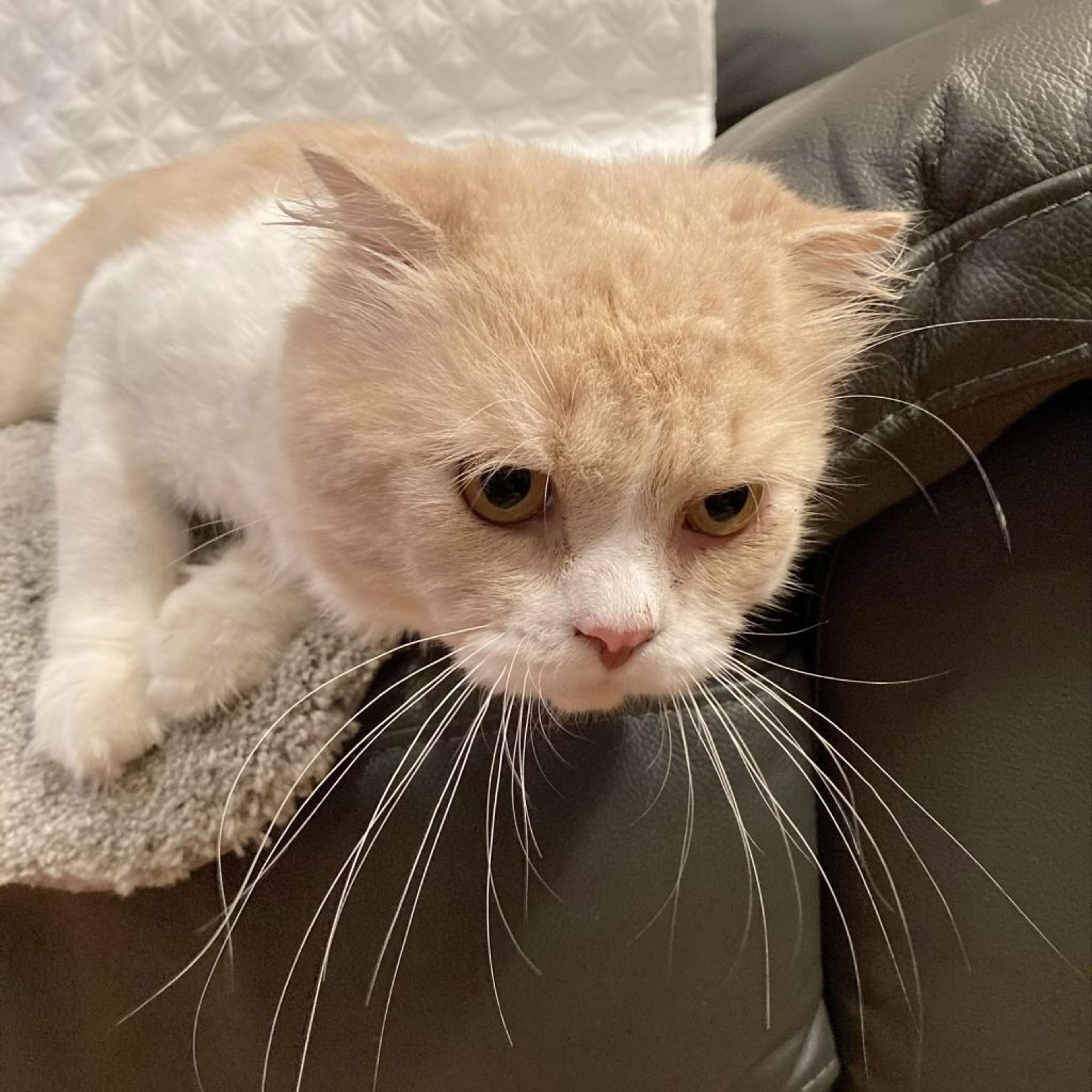 pet-image-2