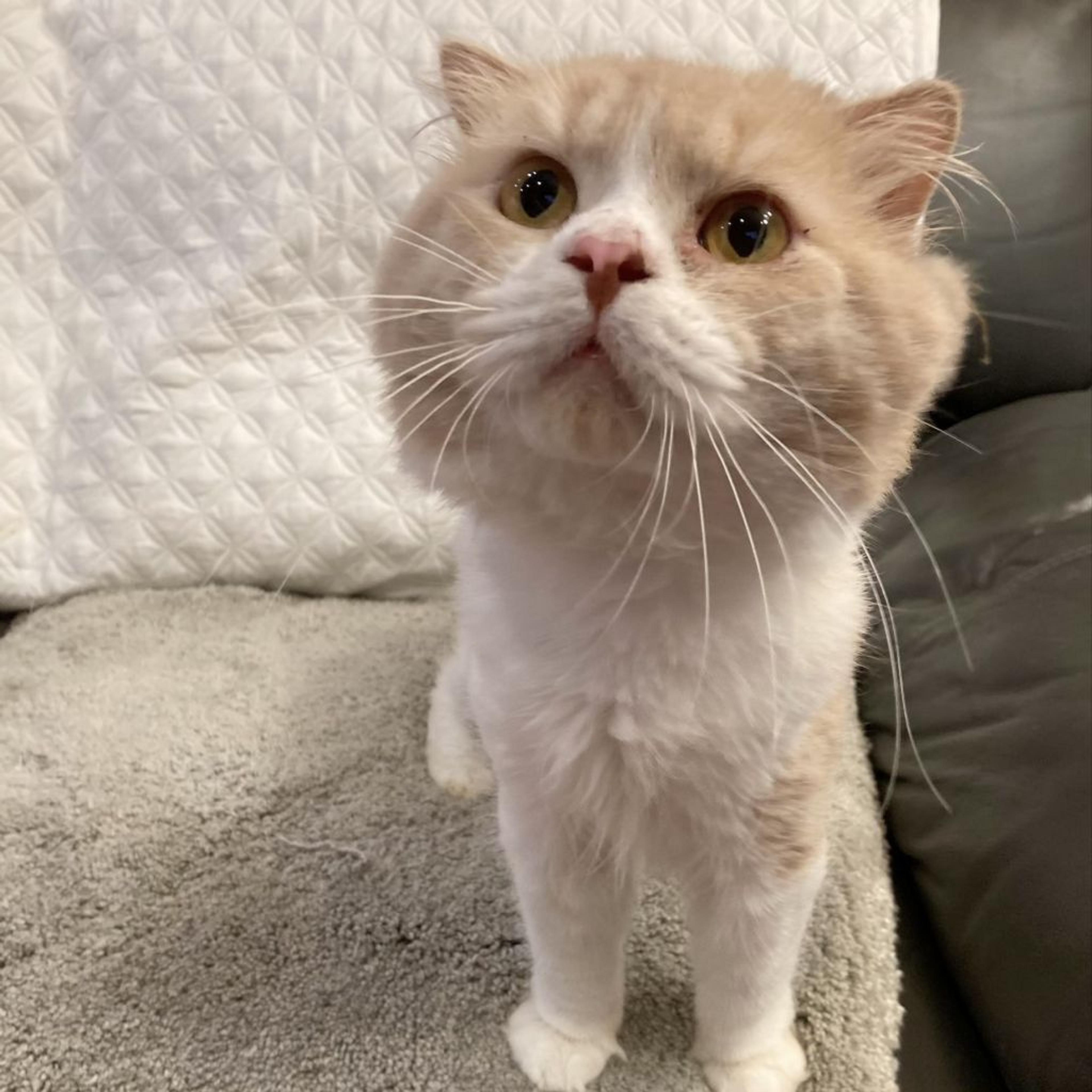 pet-image-3