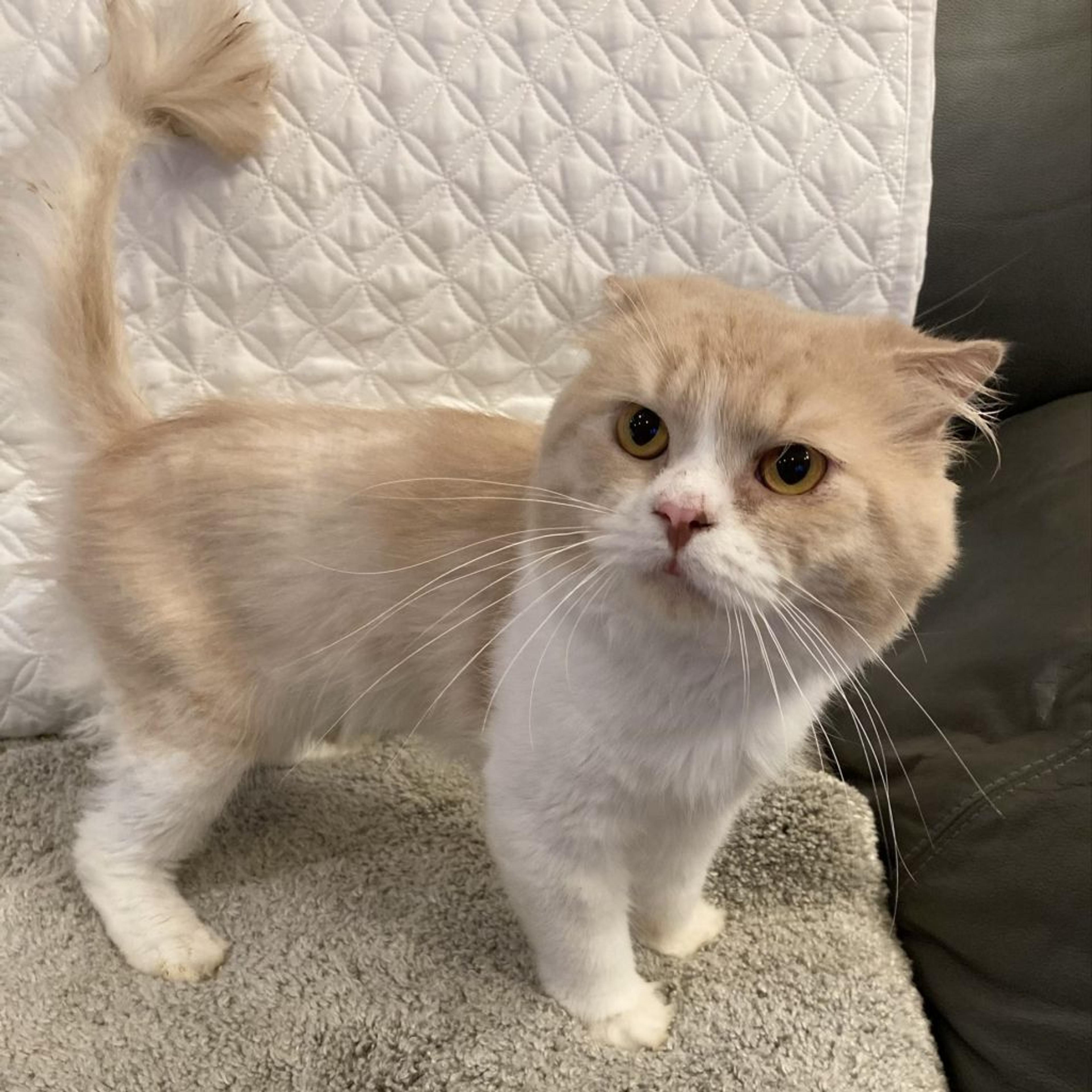pet-image-5
