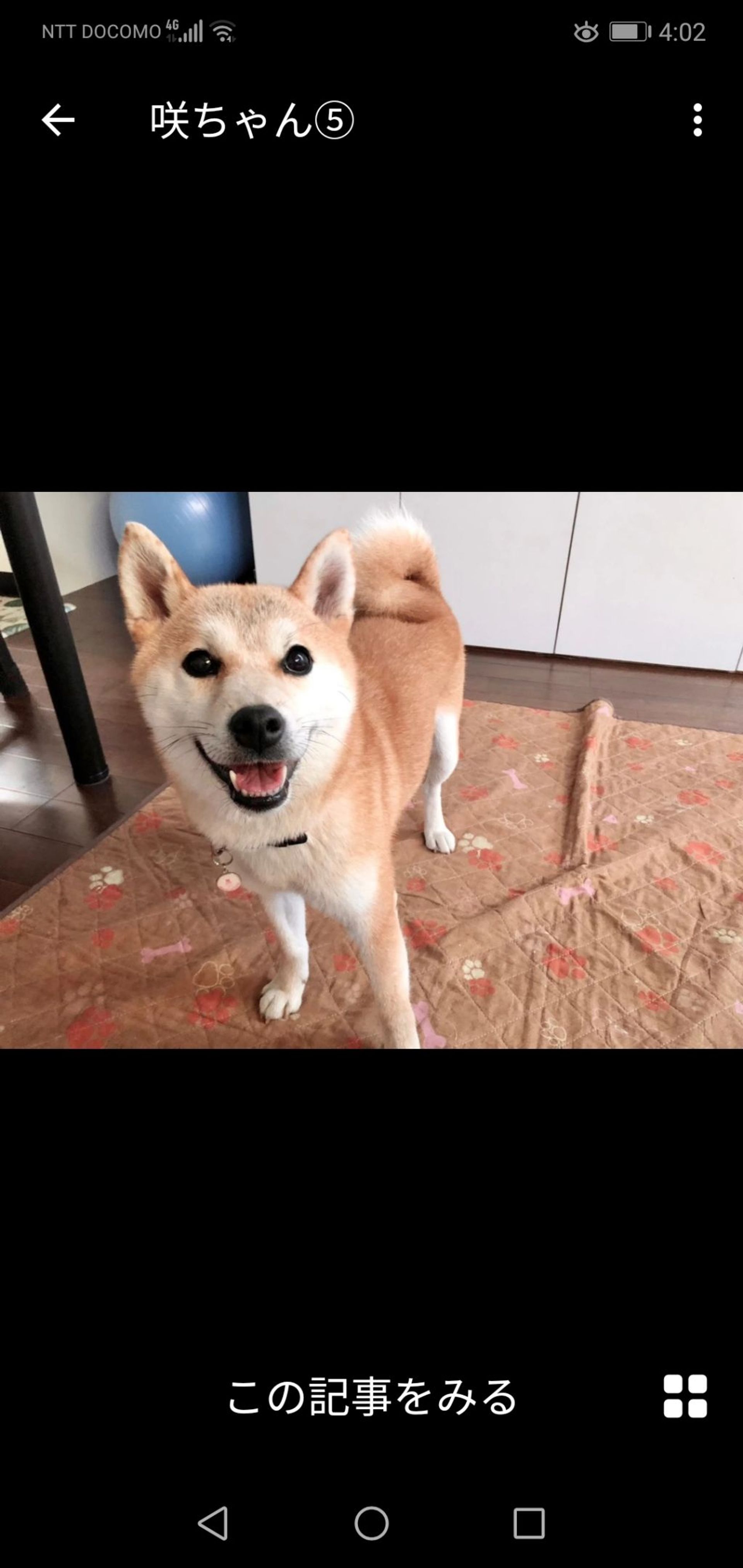 柴犬・メスの里親募集の写真