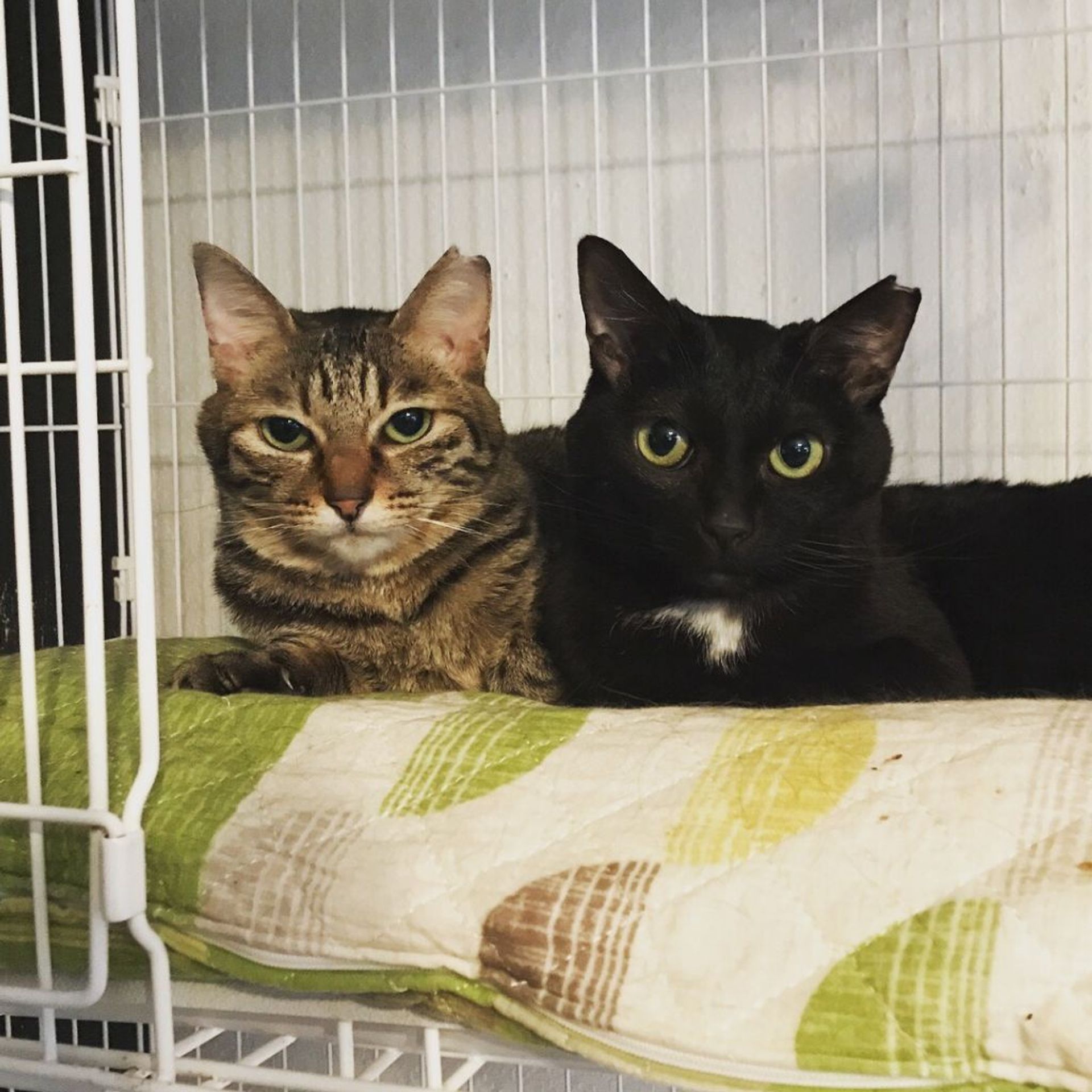 雑種（ミックス猫）・メスの里親募集の写真