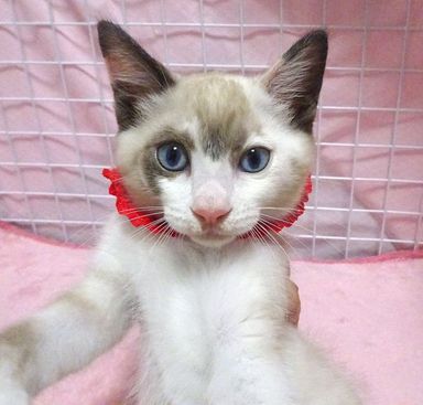 バニラちゃんの写真
