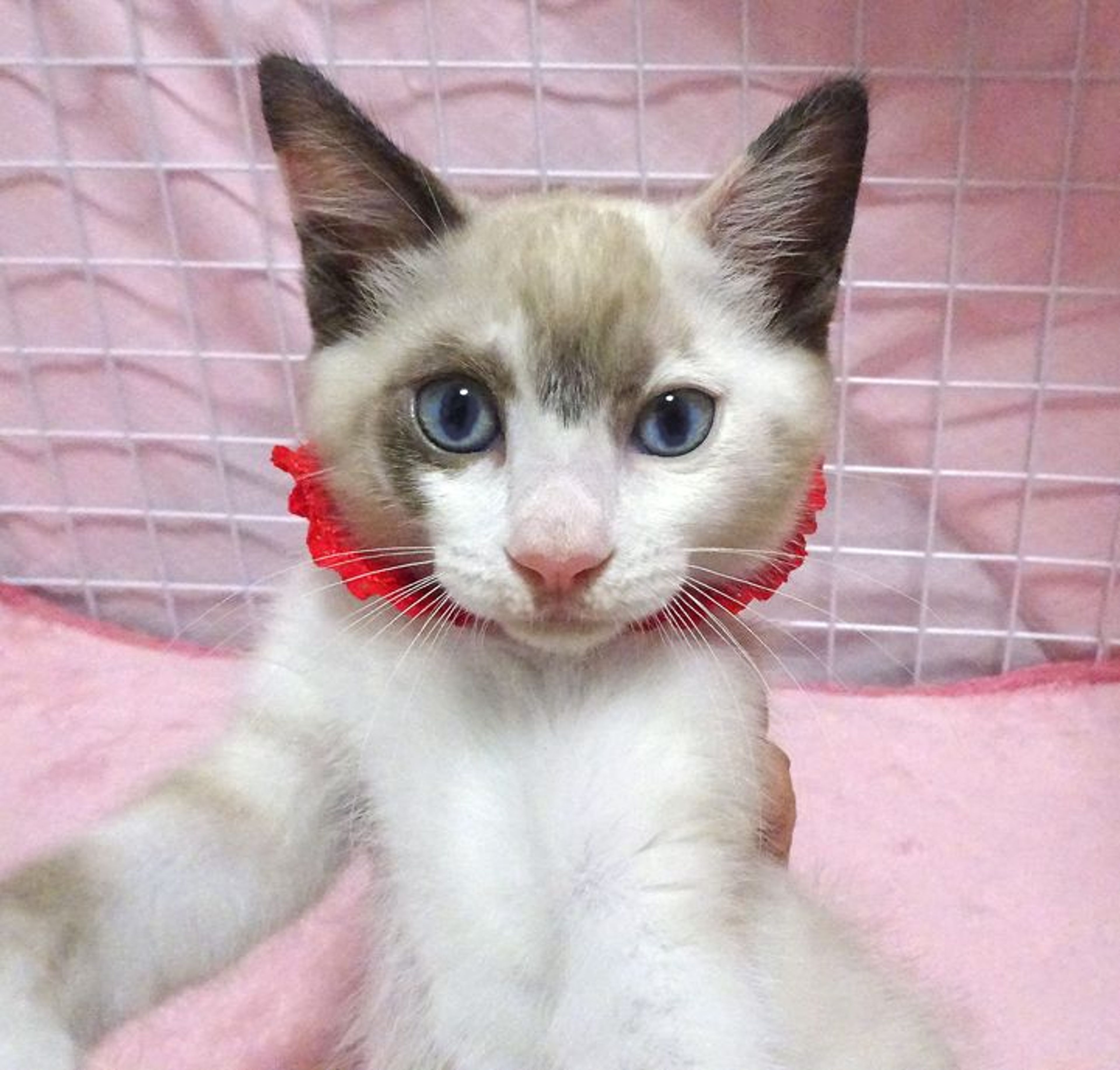 雑種（ミックス猫）・メスの里親募集の写真